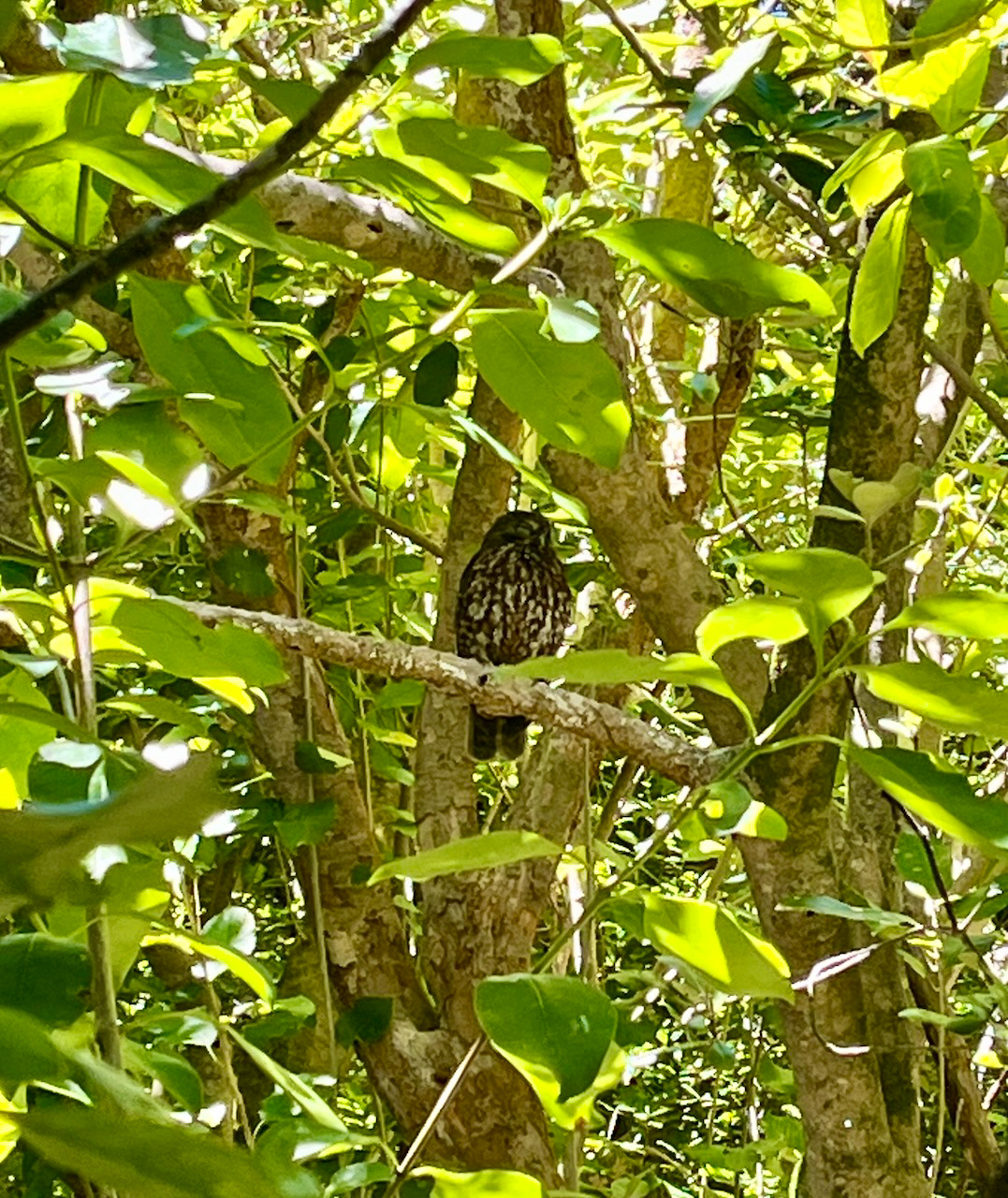 Morepork in Tiritiri