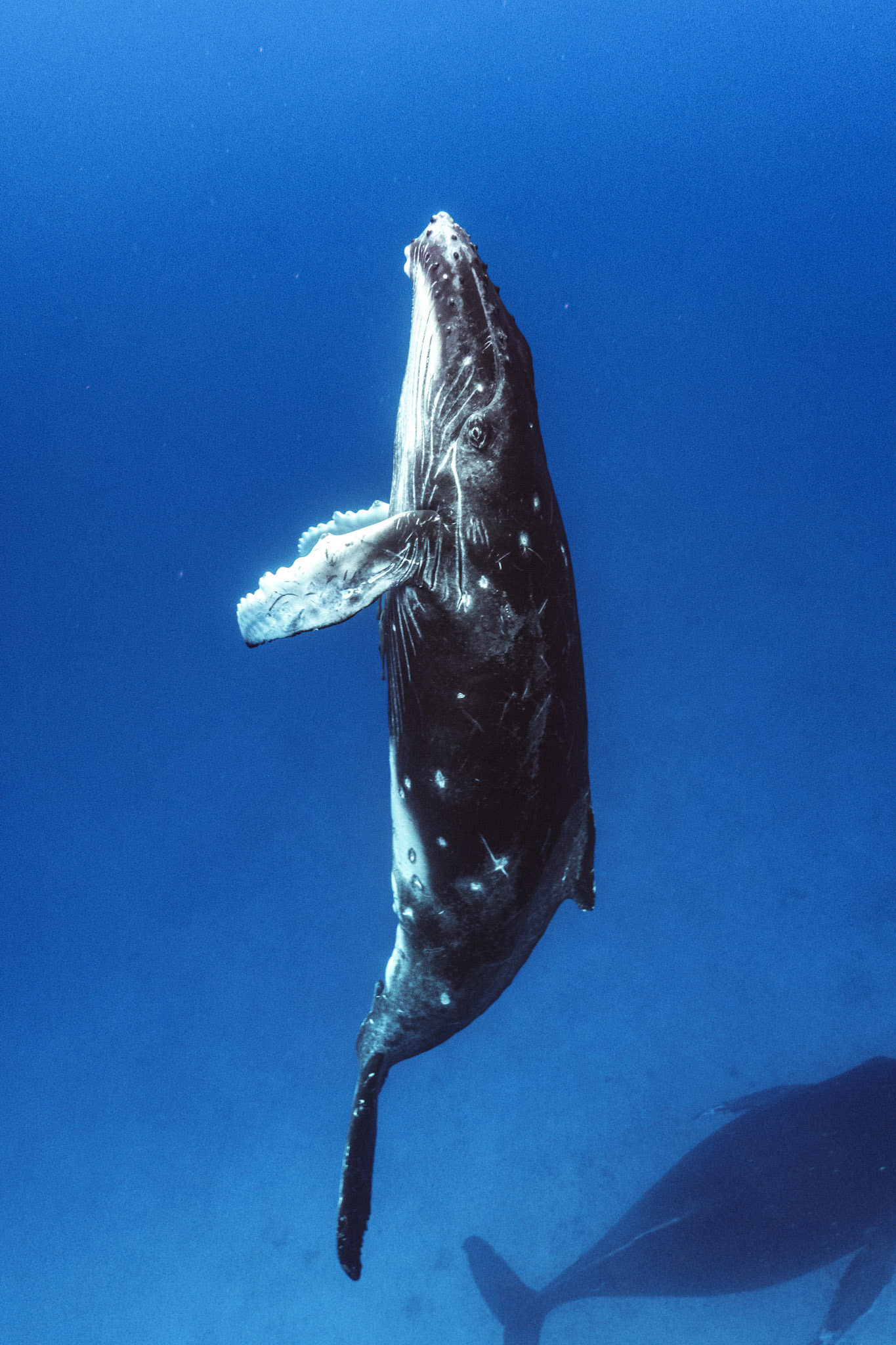 Processed with VSCO with a4pro preset