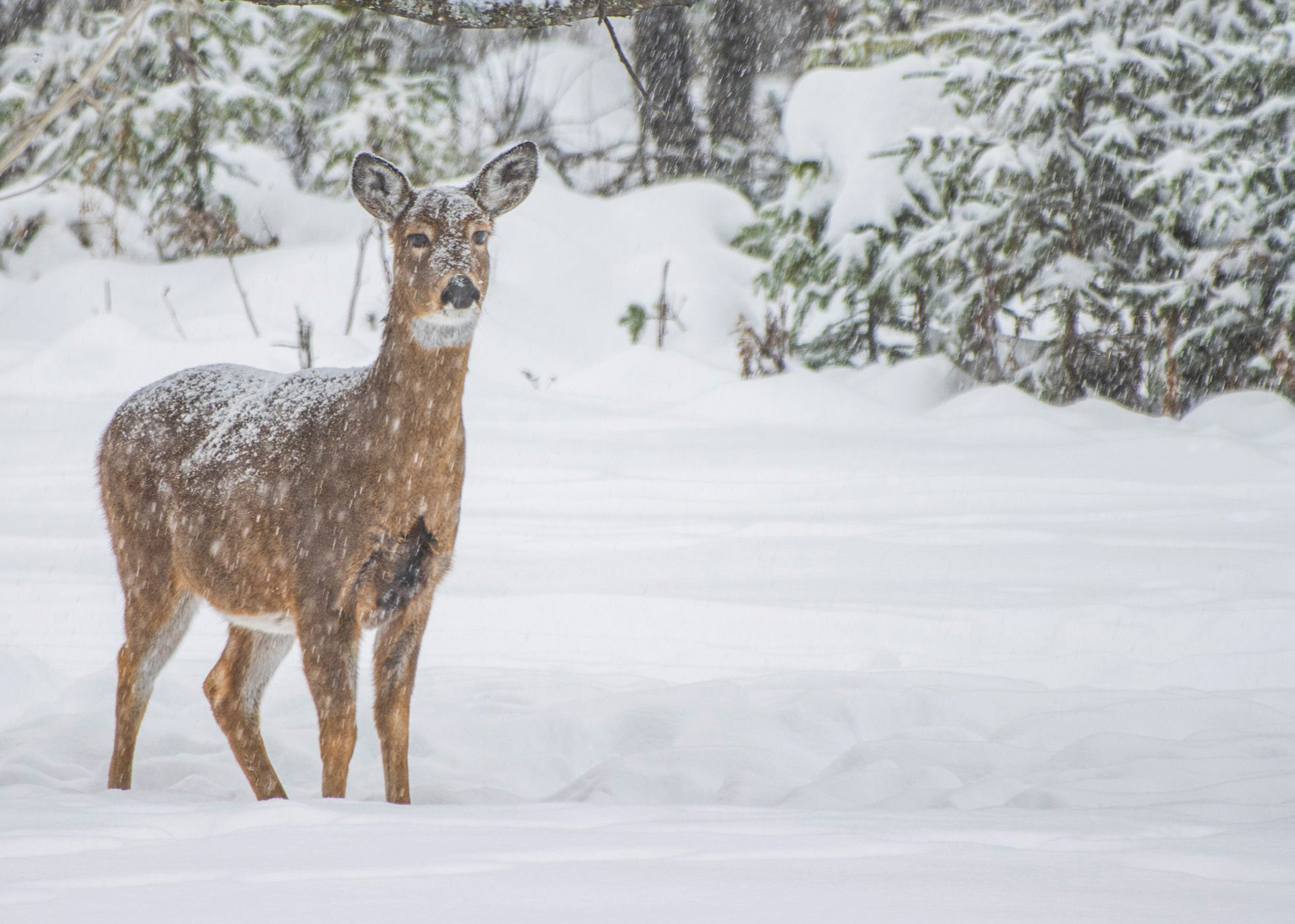 Whitetail Deer