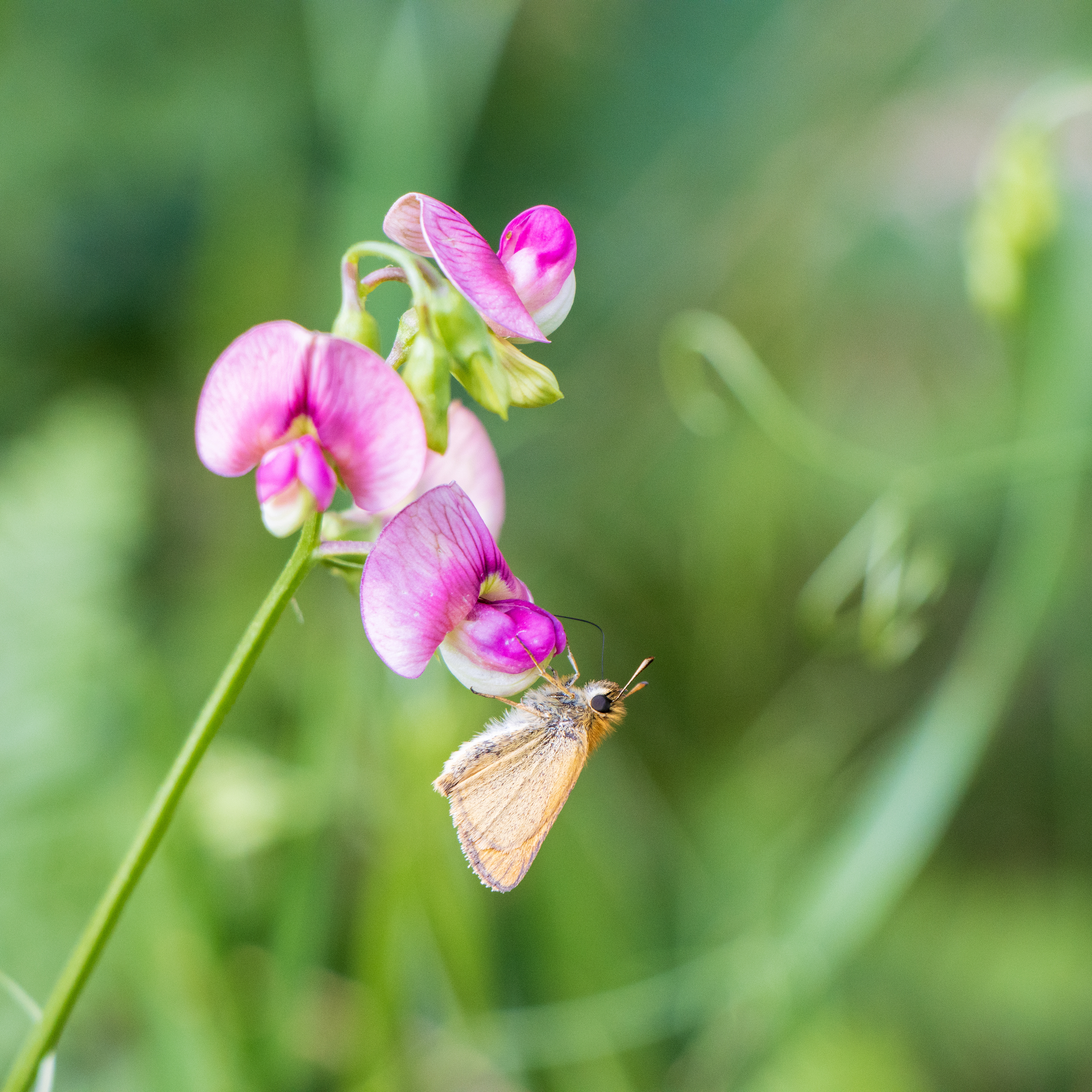 Wild Peas