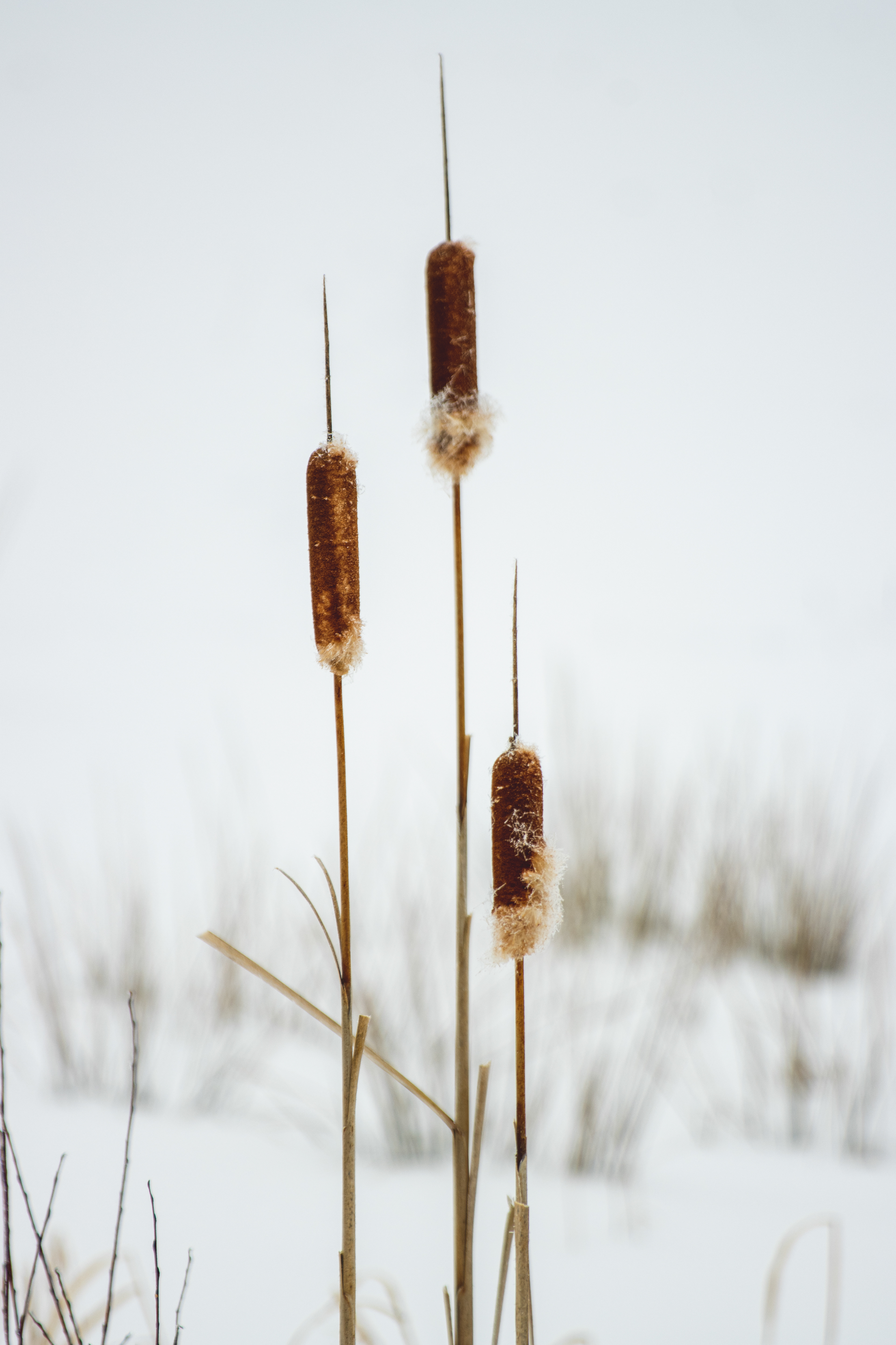 Winter Cattails