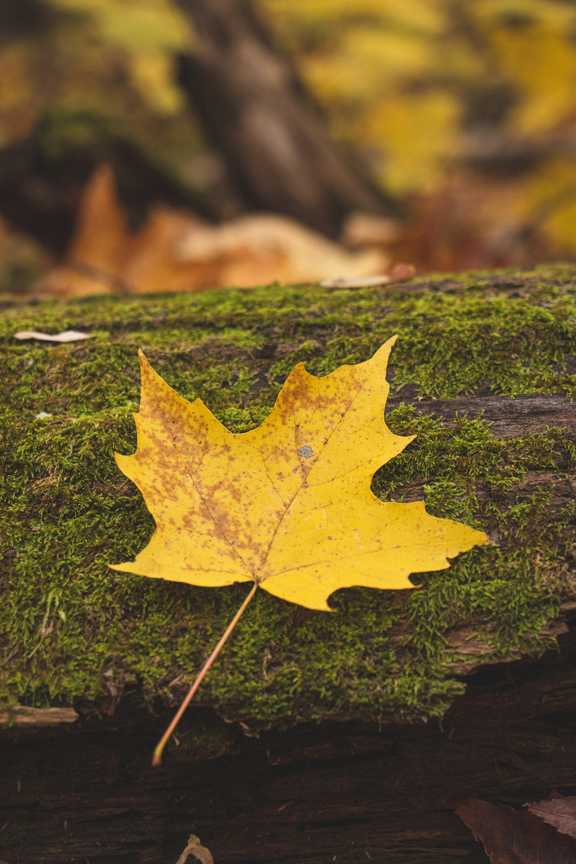 Maple Leaf