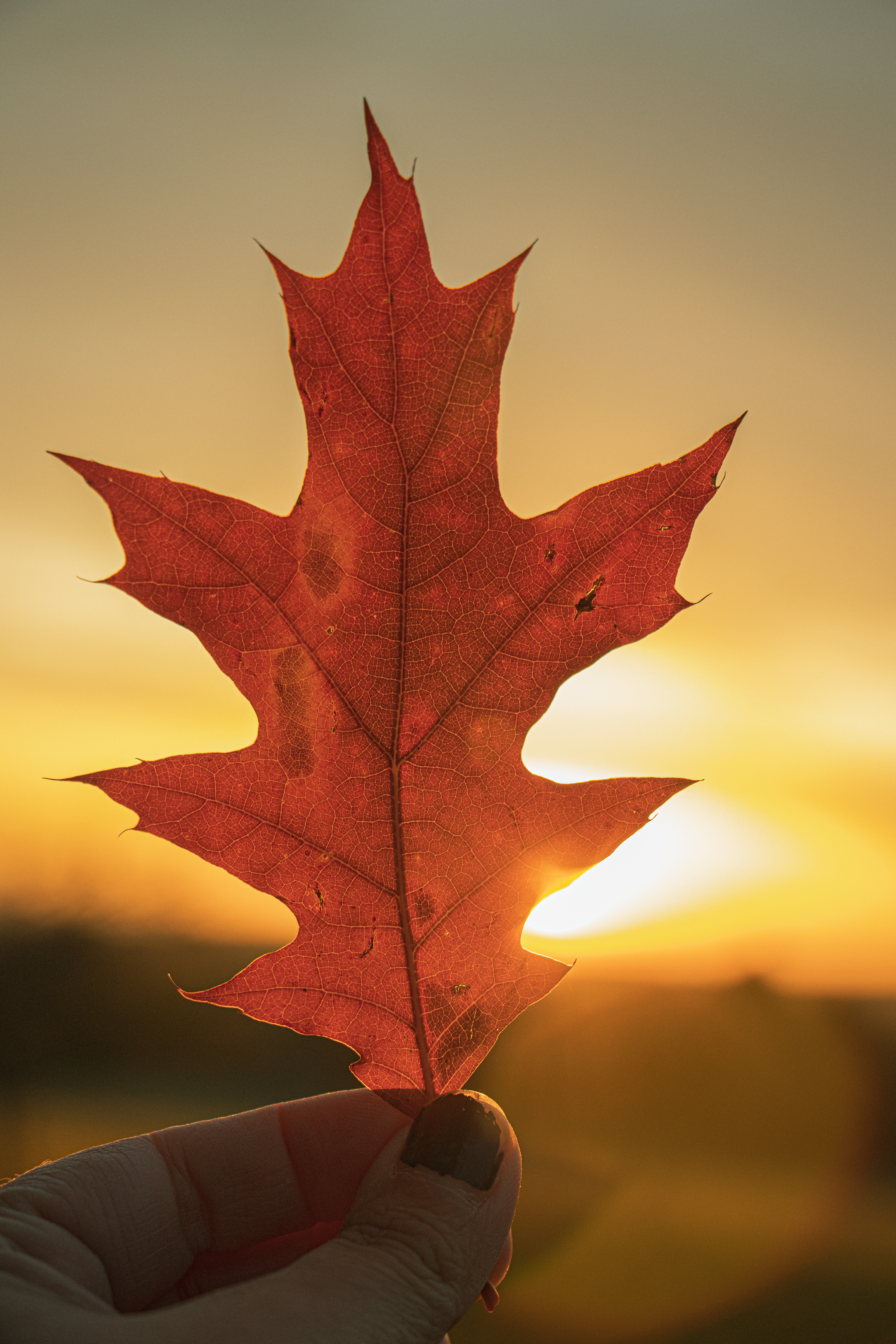 Fall Glow
