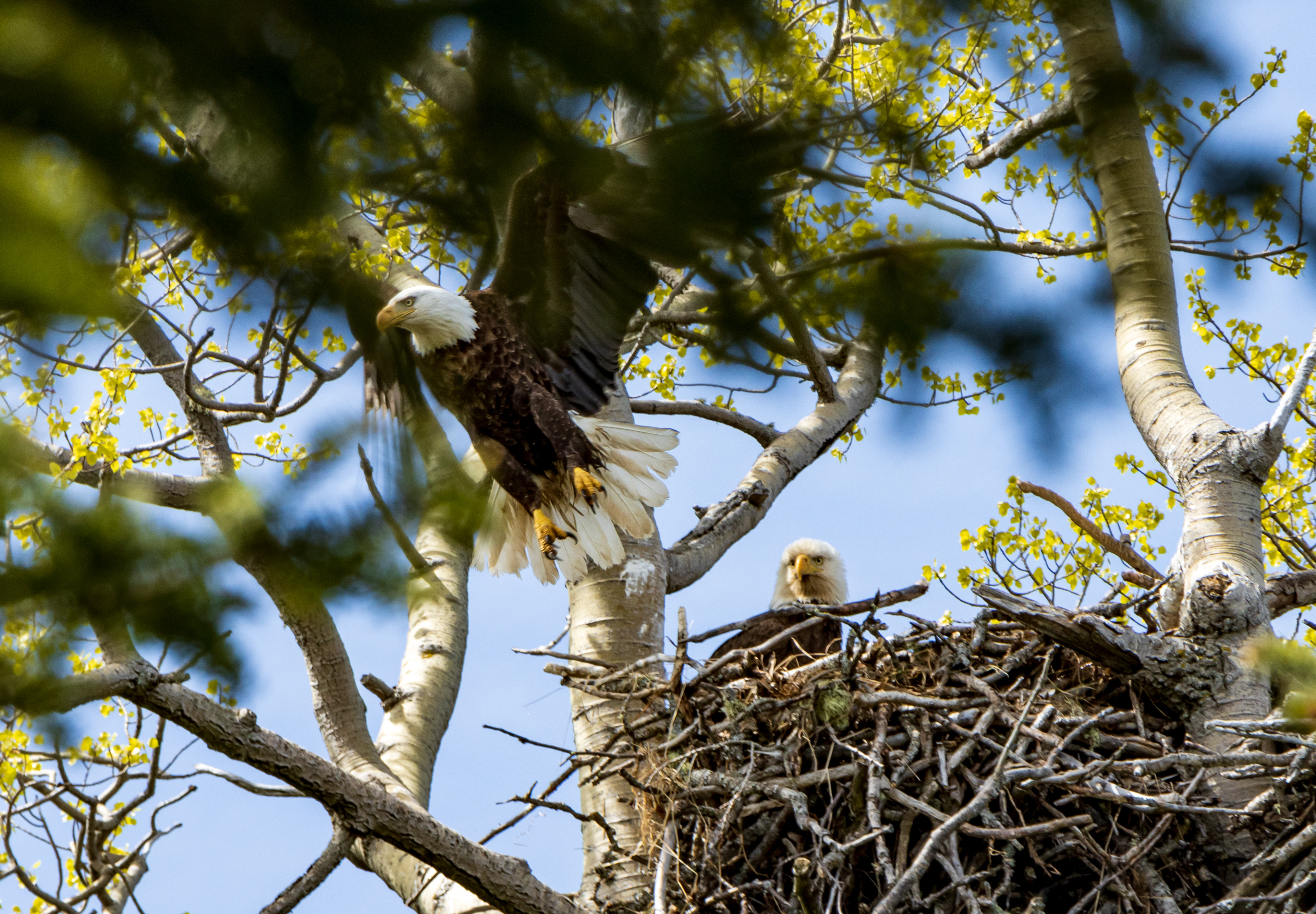 Bald Eagles Nesting