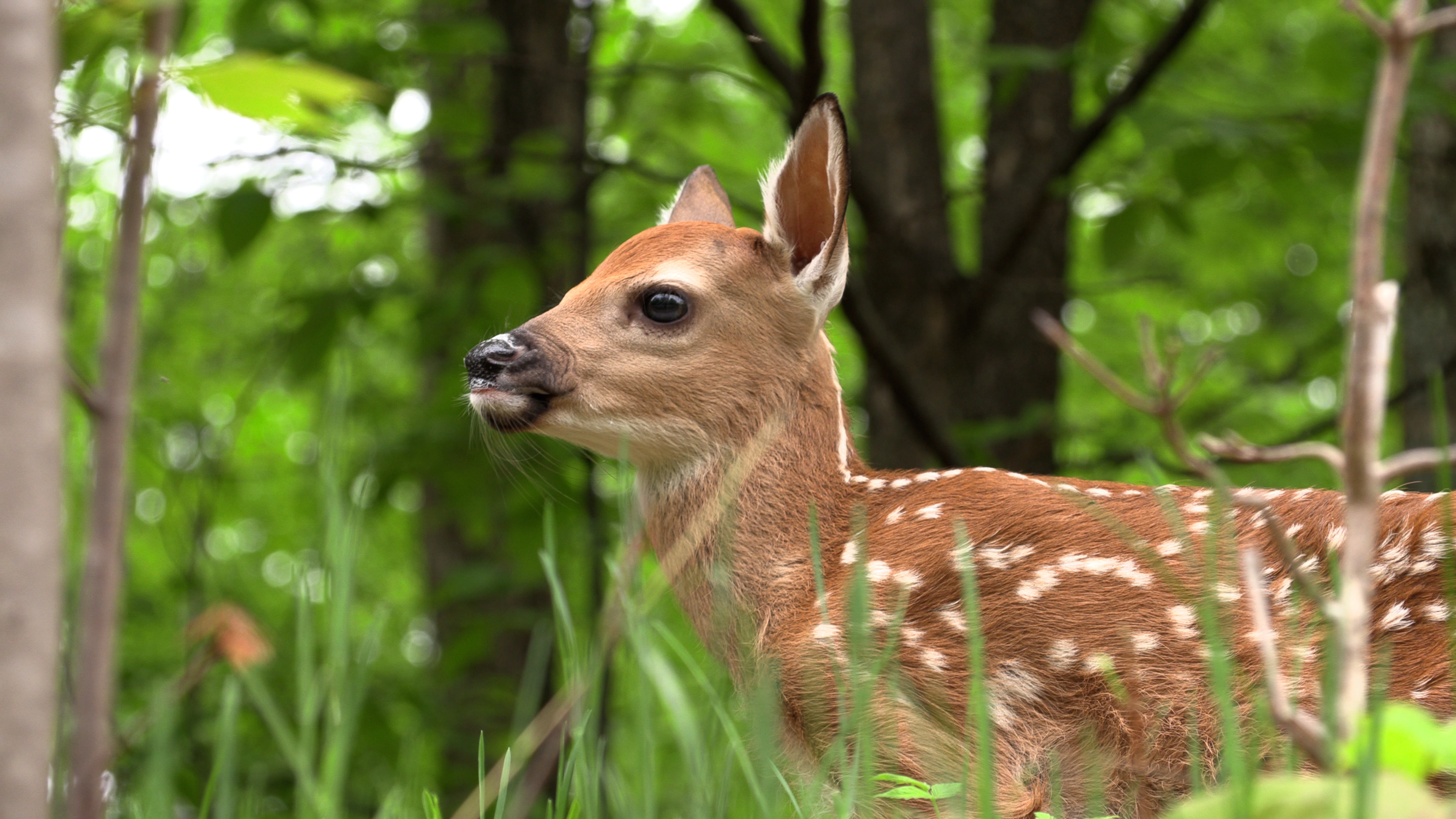 Whitetail Fawn