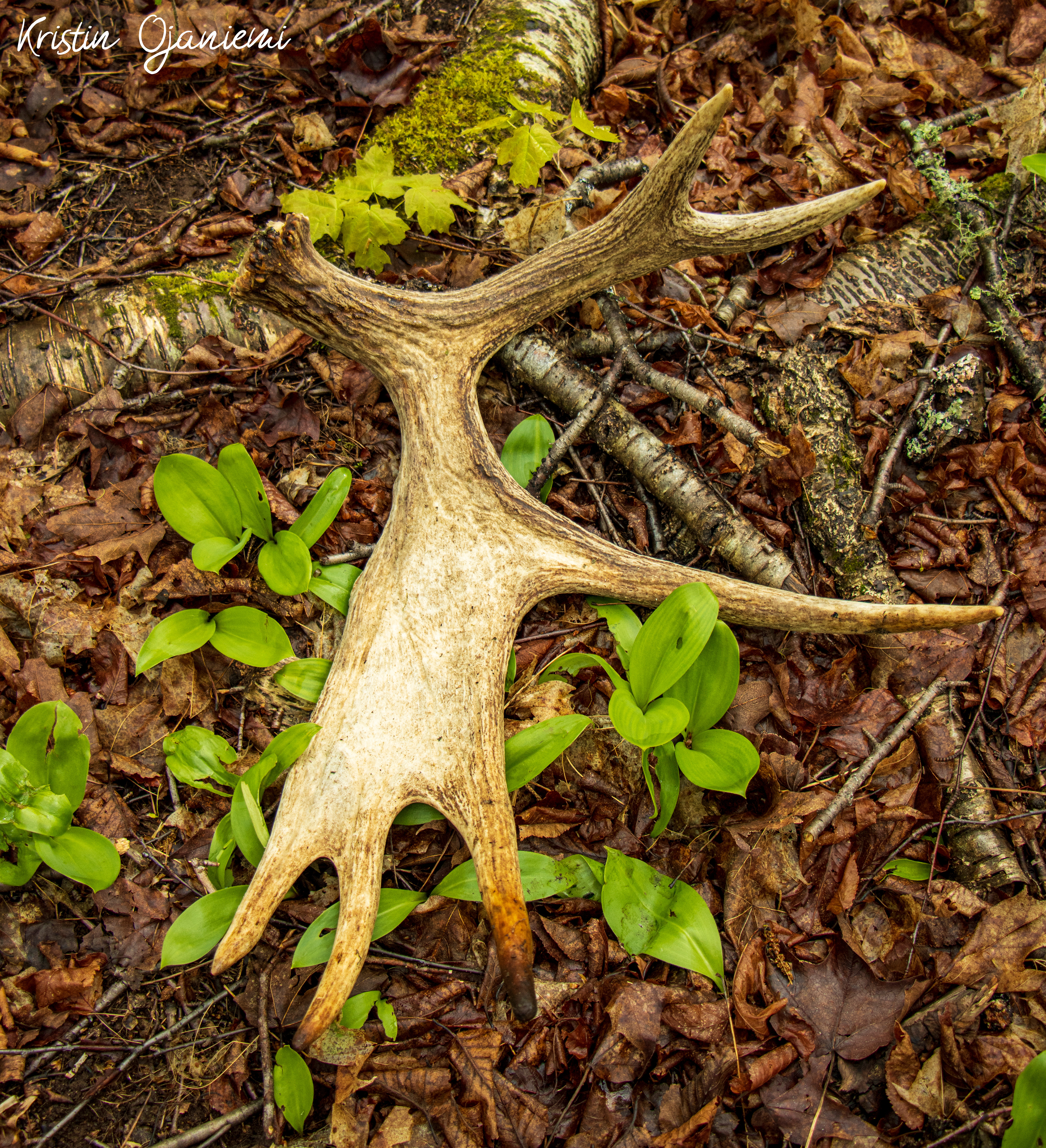Isle Royale National Park