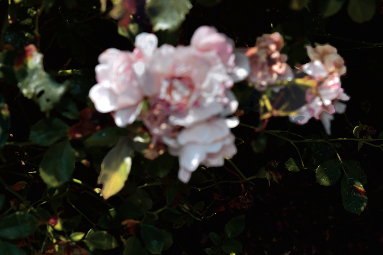 Iyarai Harris "White Flower" Photography, Digital photography for Digital Spaces class