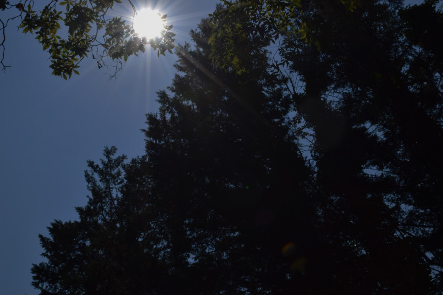 Iyarai Harris "Sun Rays" Photography, Digital Photography for Digital Spaces class