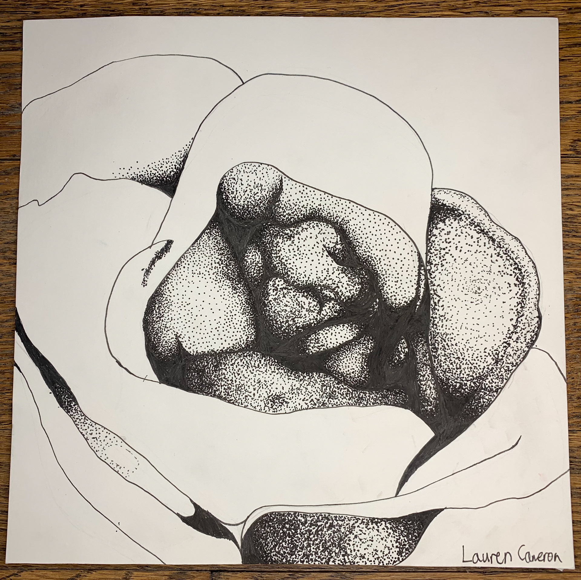 Lauren Cameron, "Flower II", Stippling, Drawing From Nature