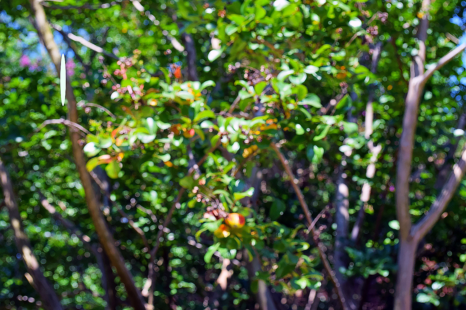Iyarai Harris "Orange Blossoms" Photography, Digital Photography for Digital Spaces class