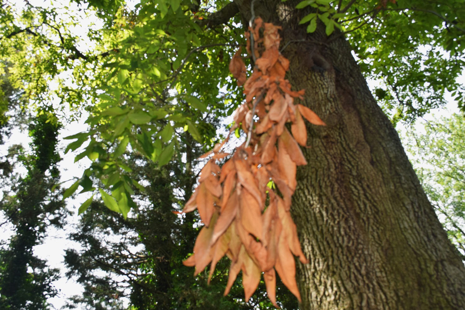 Iyarai Harris "Brown Leaves" Photography, Digital Photography for Digital Space class