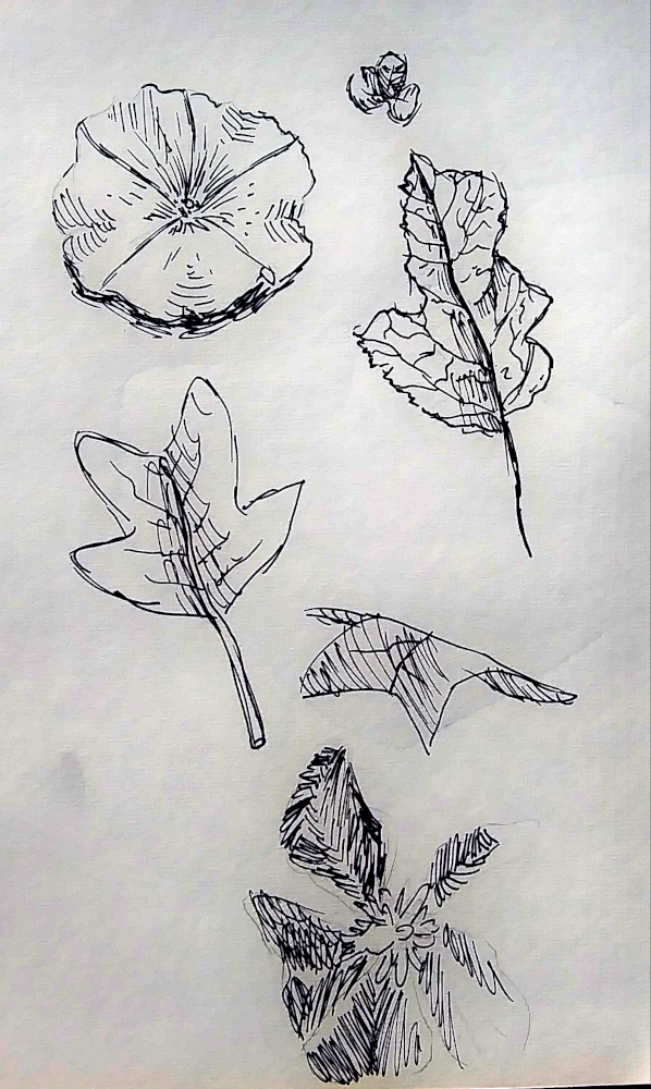 Katie Colilla "A few leaf and flower sketches" Pen and ink, Portfolio Preparation: Observational Drawing Class