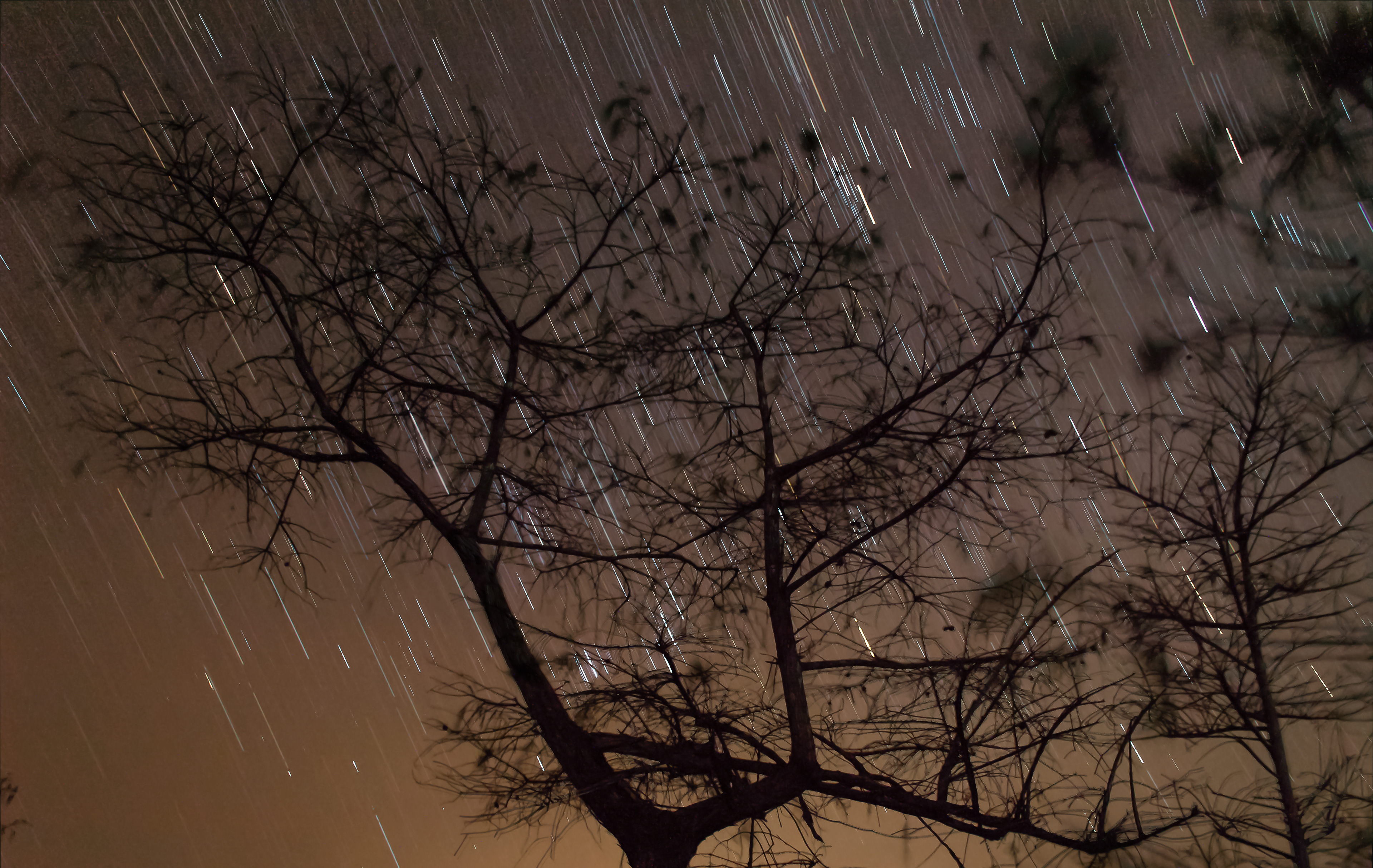 Night in the Everglades (2014)