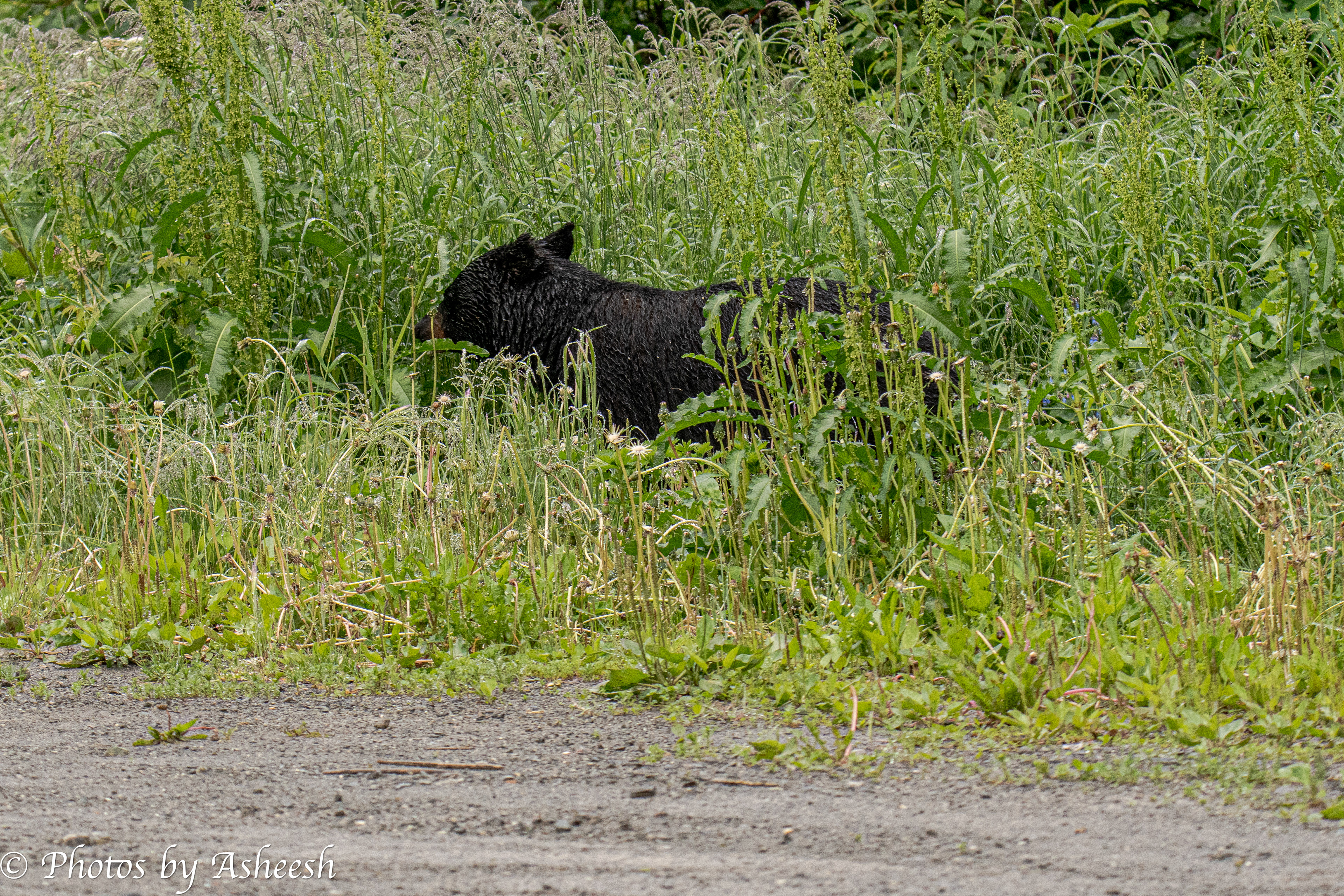 Black bear