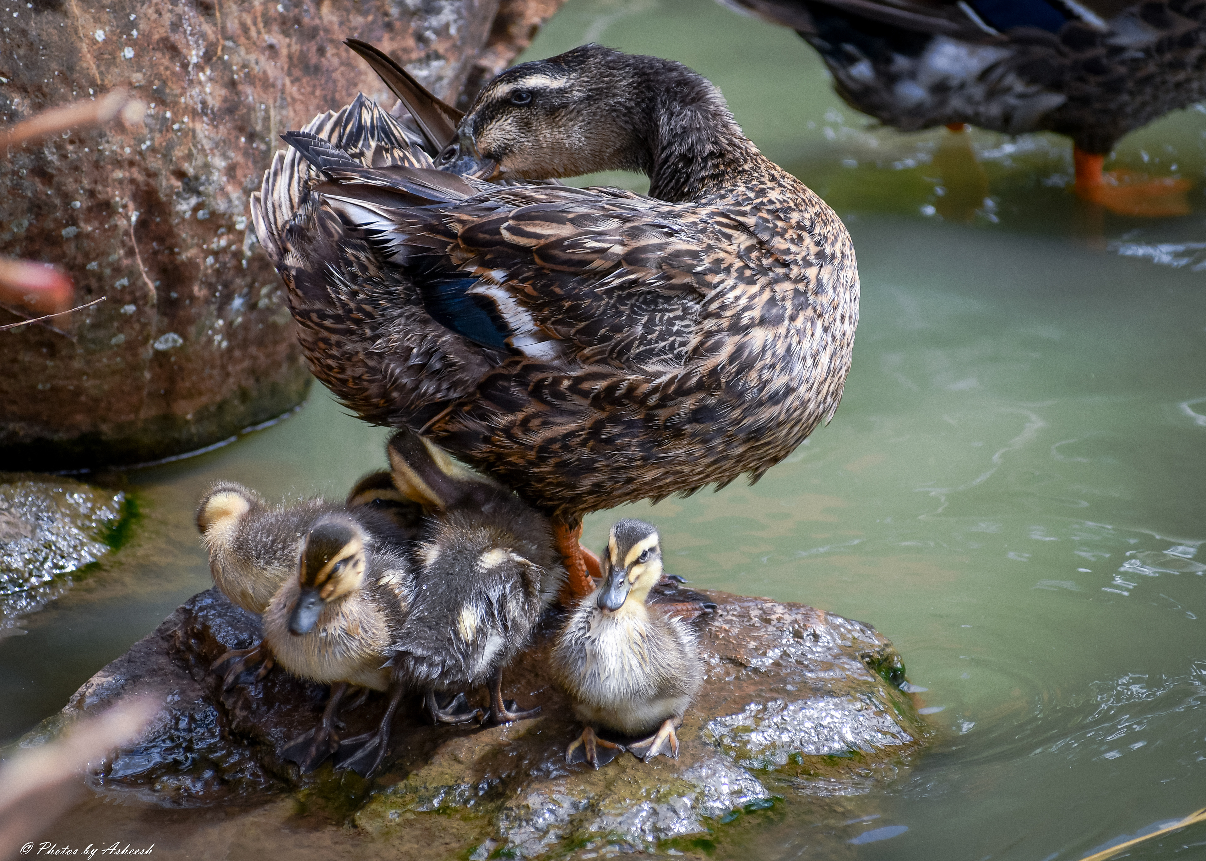 Mama is watching you