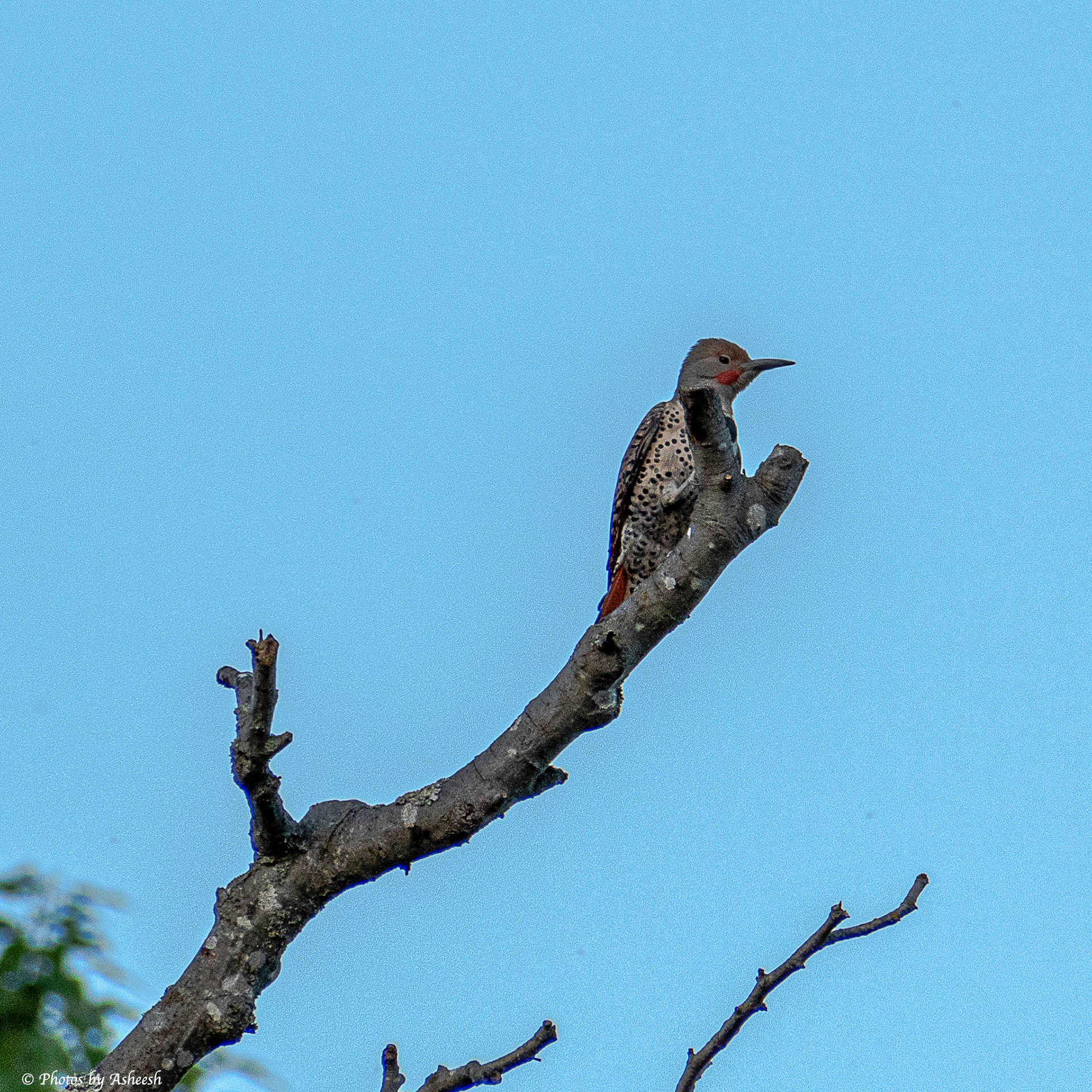 Northern Flicker