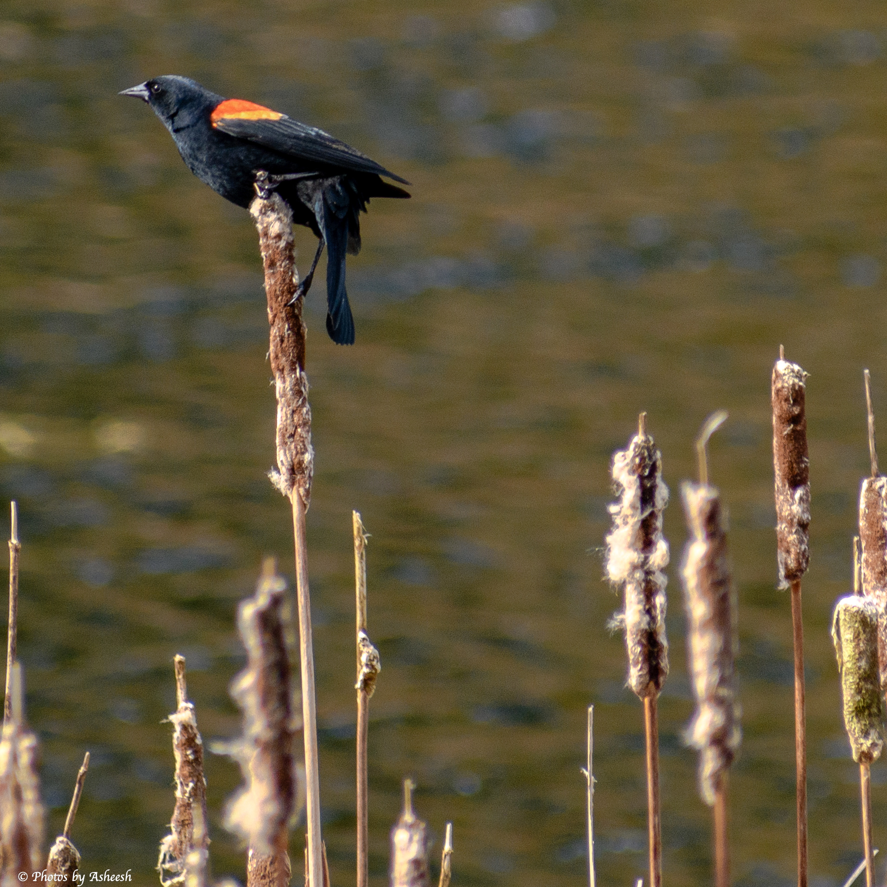 Red Winged Blackbird