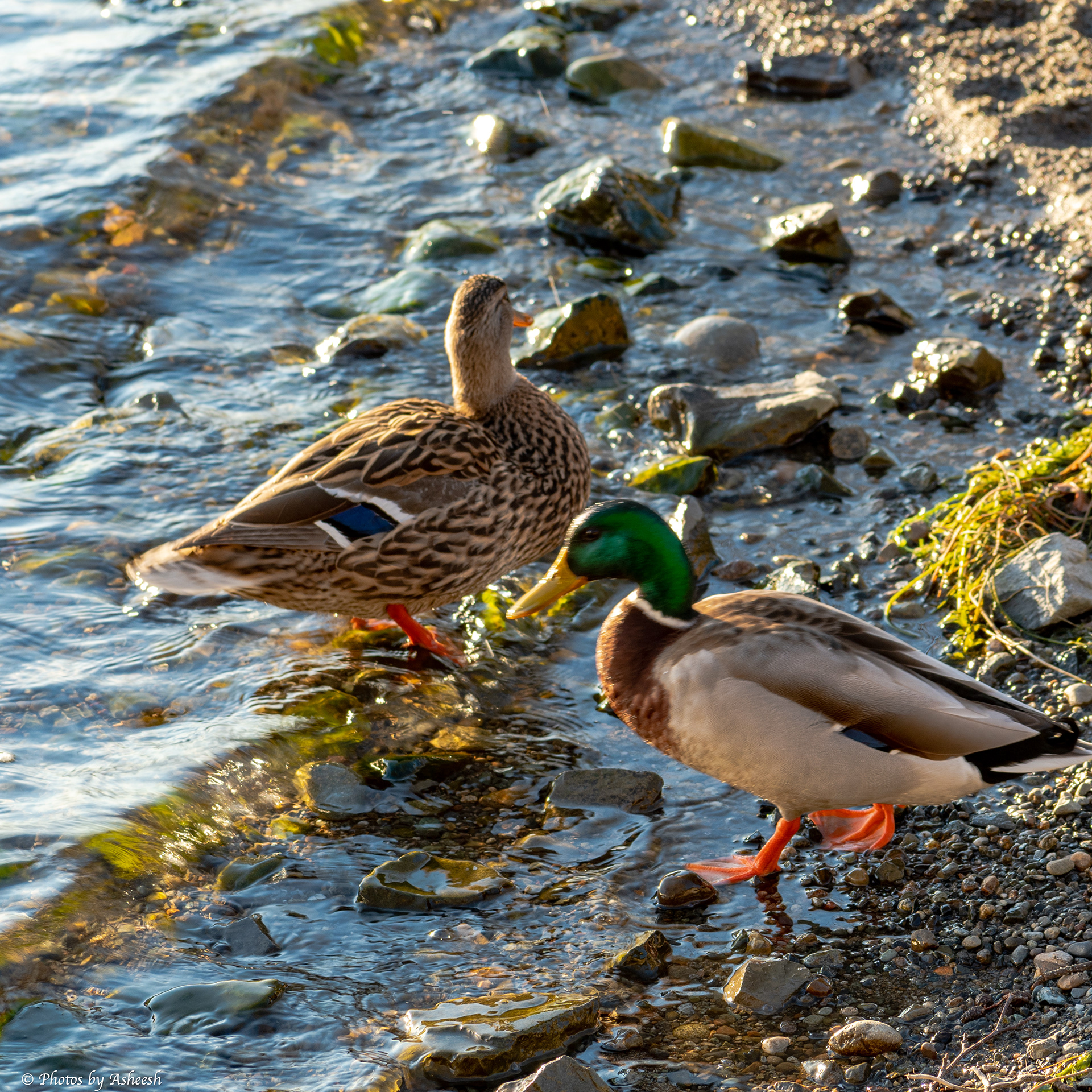 Mallard Ducks