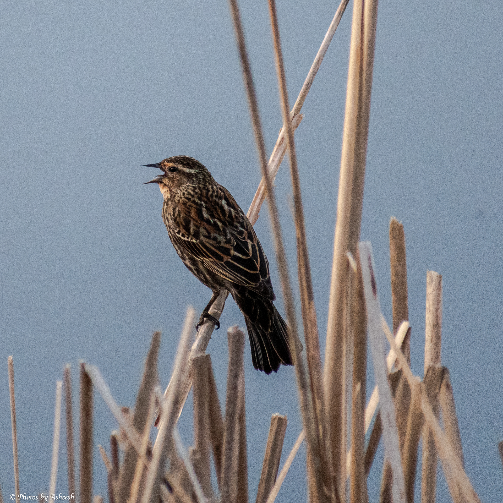Female Blackbird