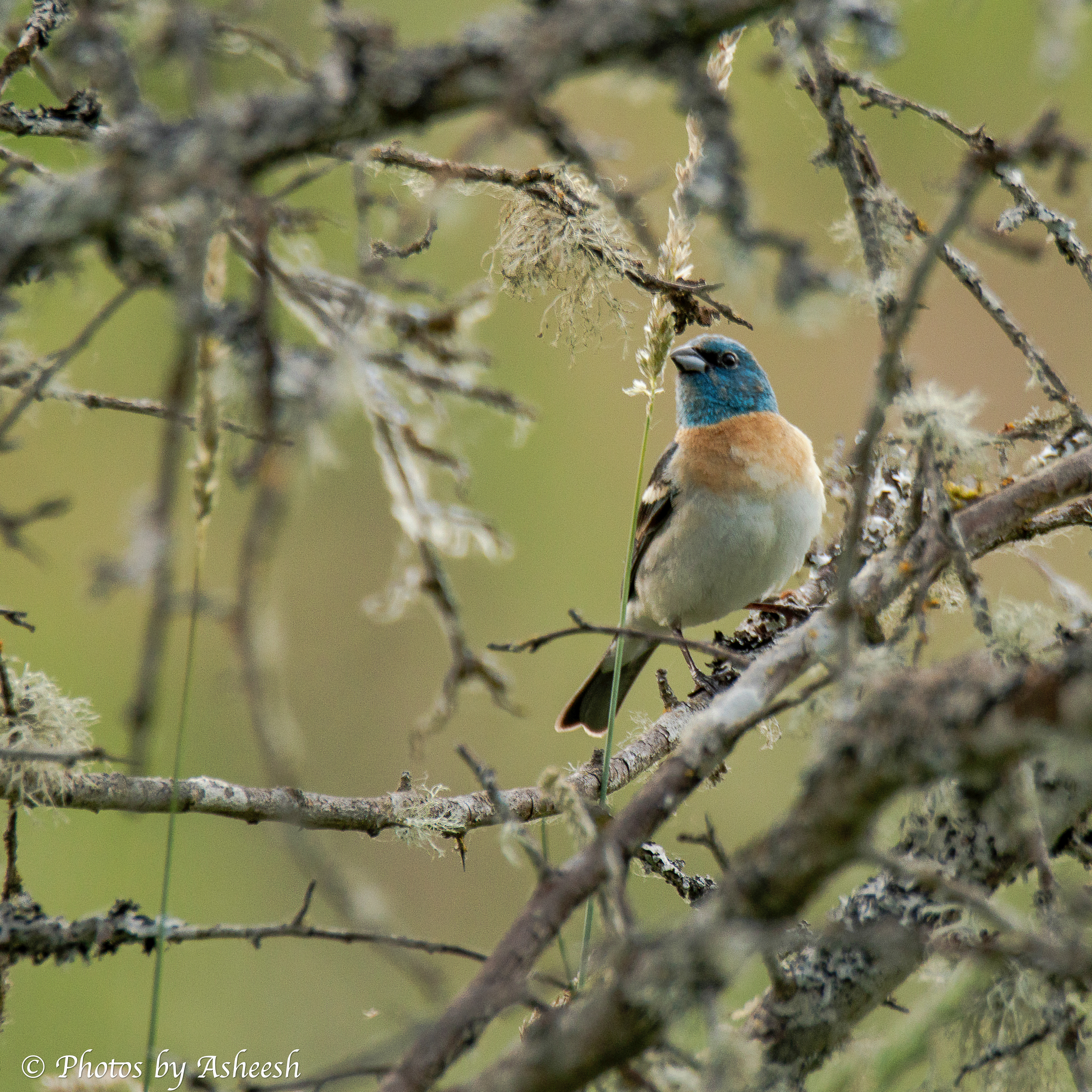 Lazuli Bunting