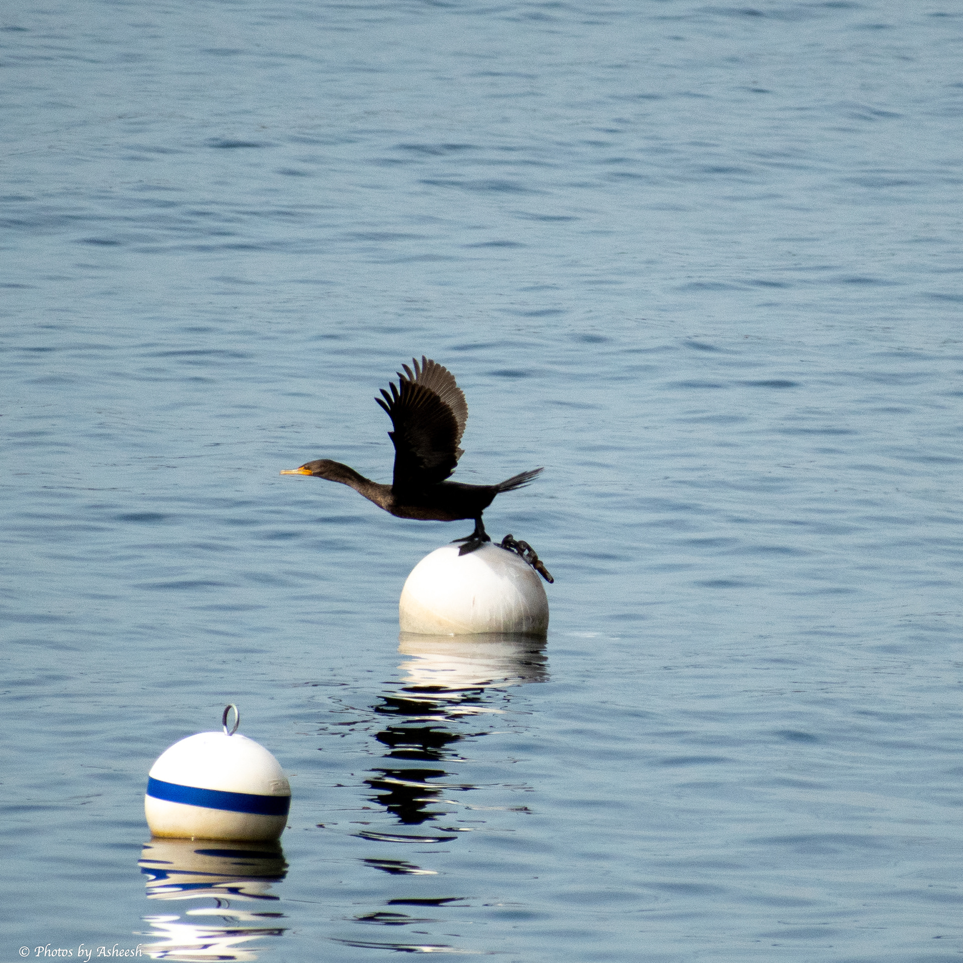 Cormorant taking flight!
