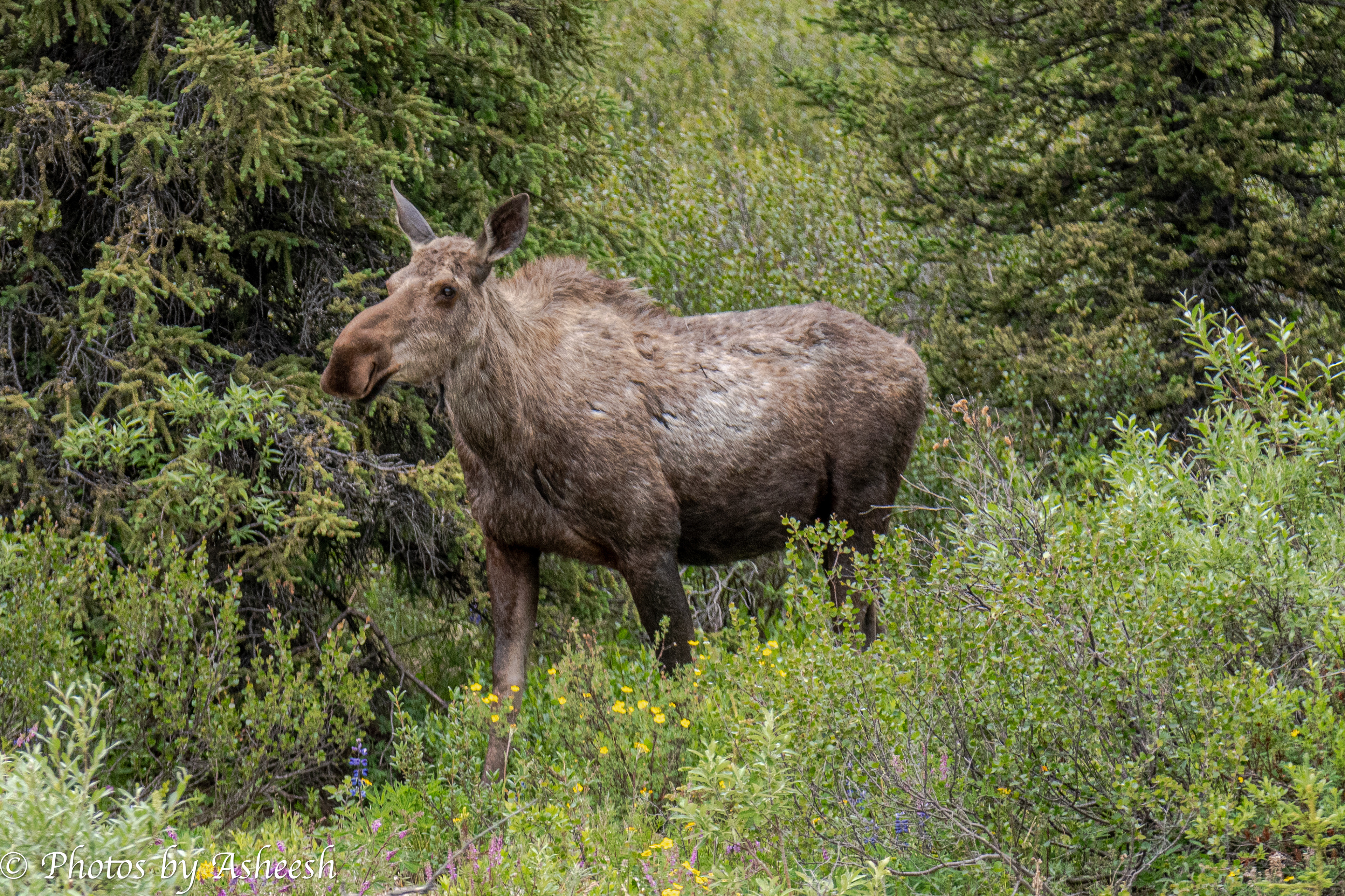 Cow Moose