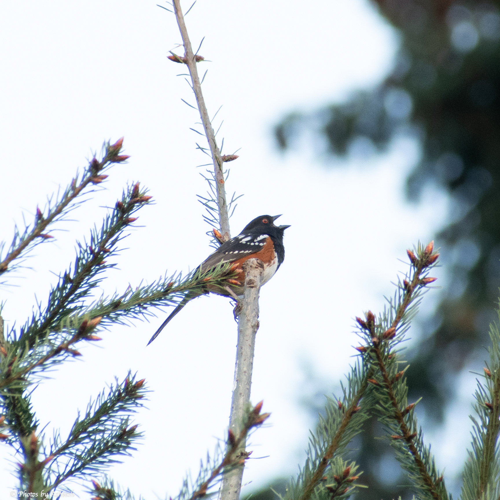 Spotted Towhee