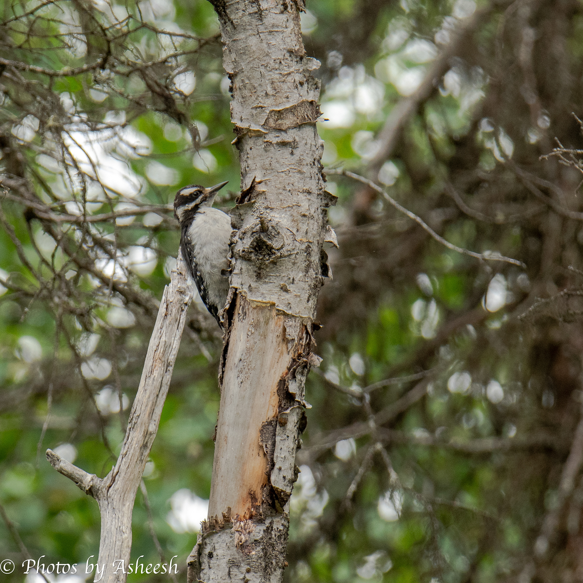 Three Toed woodpecker