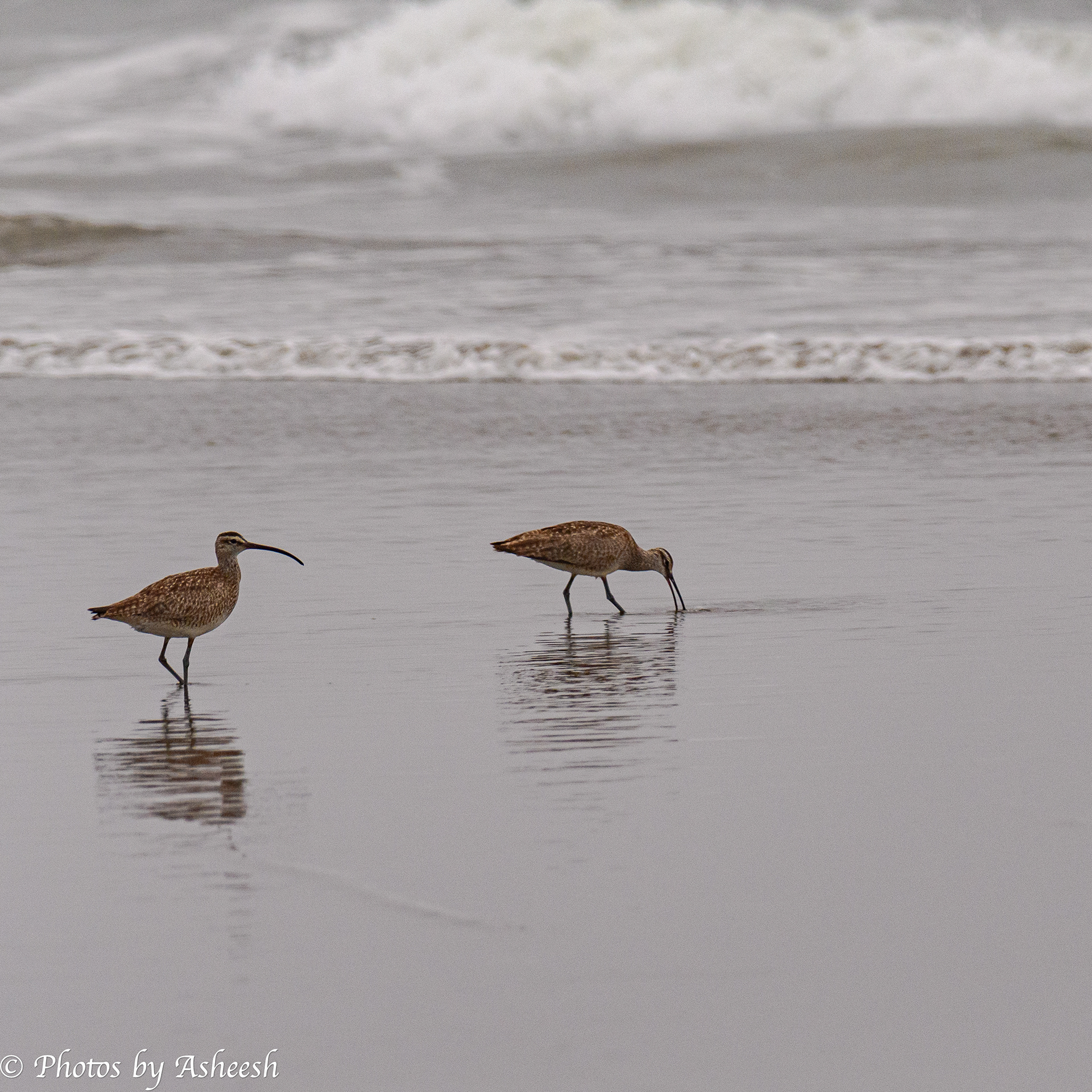 Long Billed Curlews