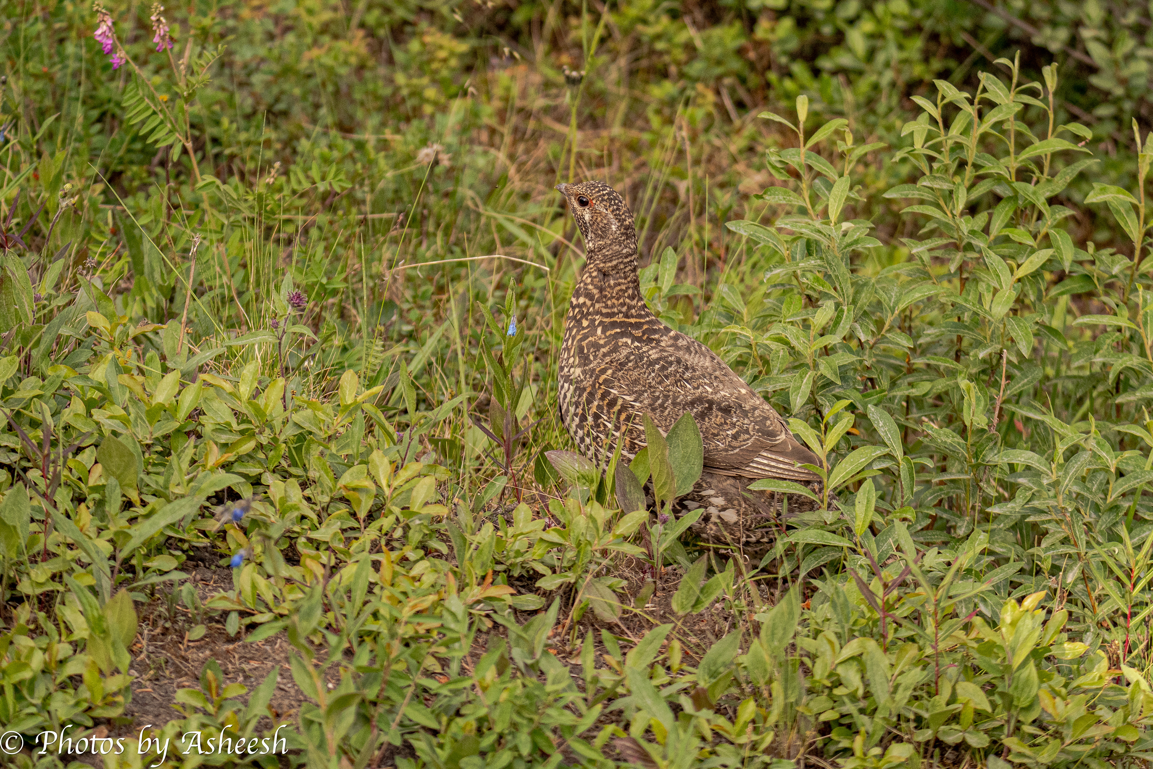 Spruce Grouse