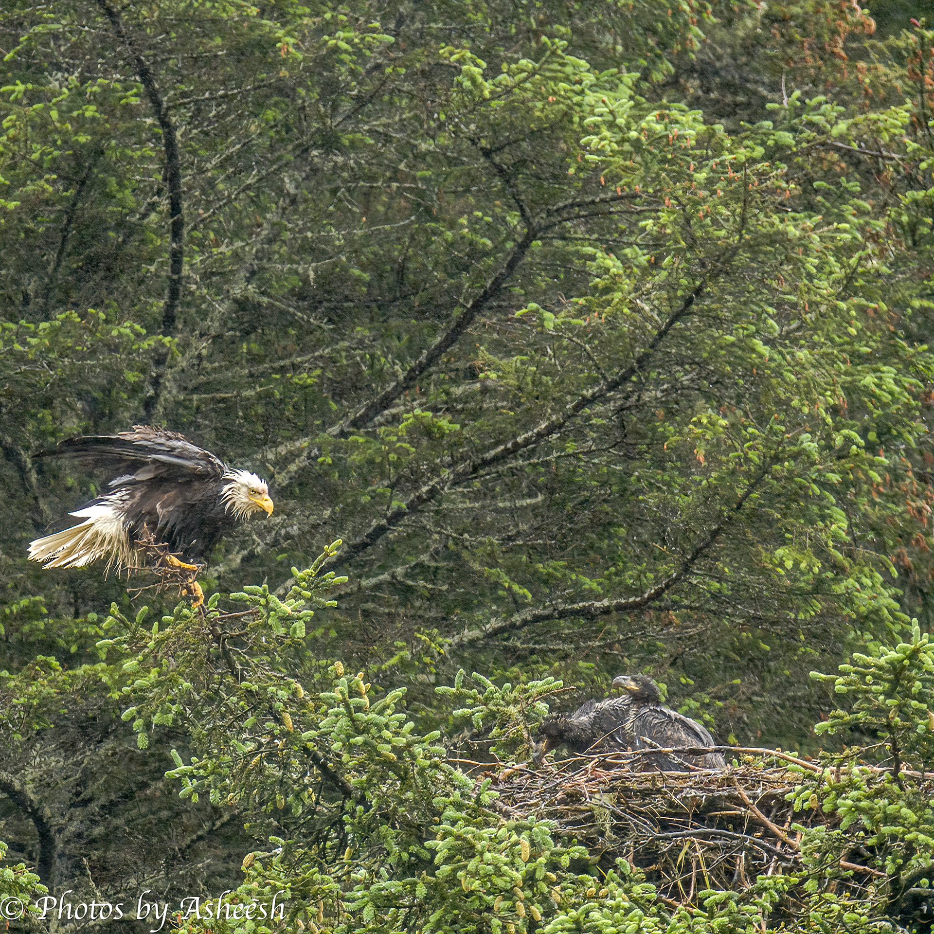 Bald Eagle with chicks
