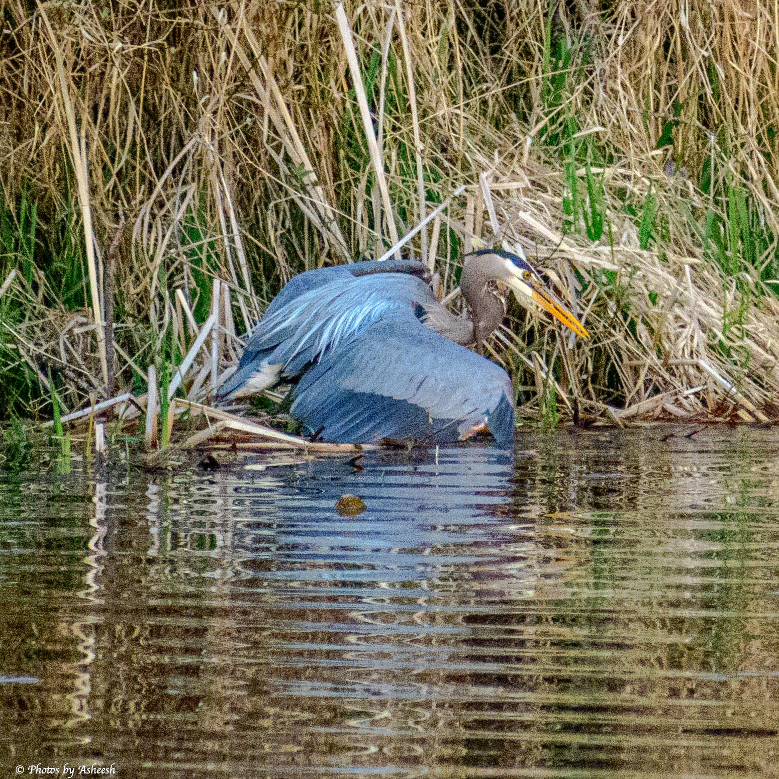 Great Blue Heron