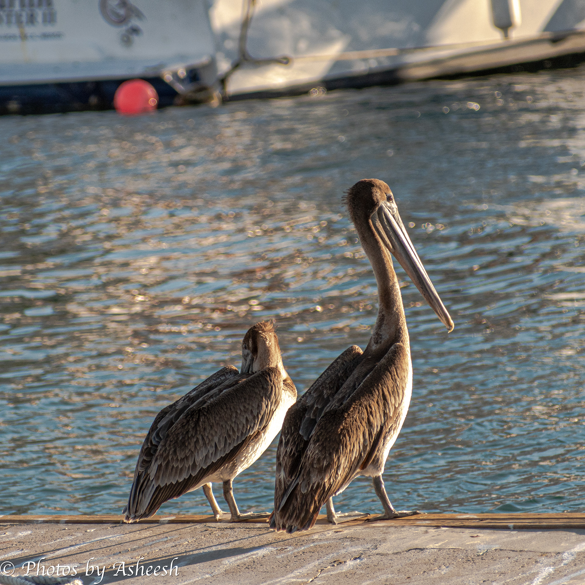Brown Pelicans