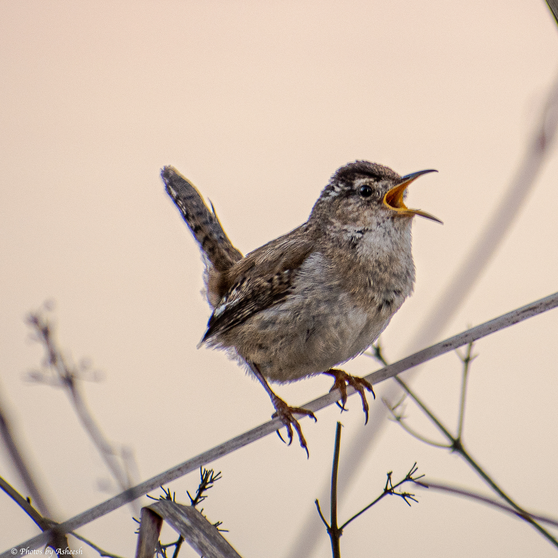Marsh Wren
