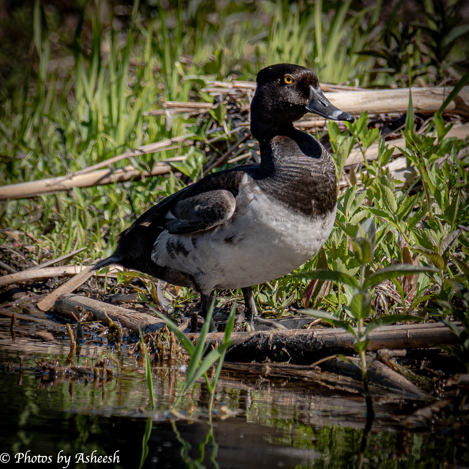 Ring necked Duck