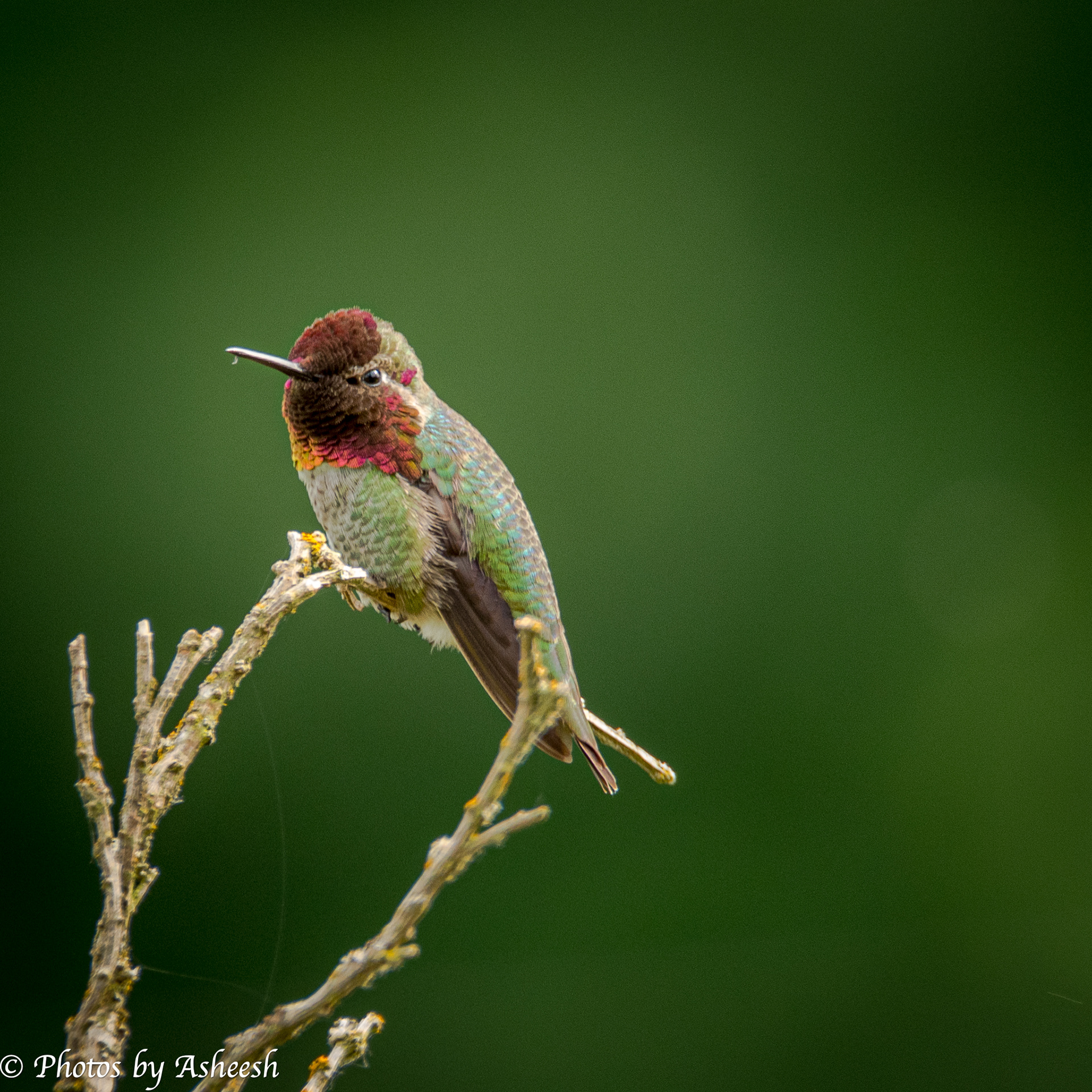 Male Anna's Hummingbird