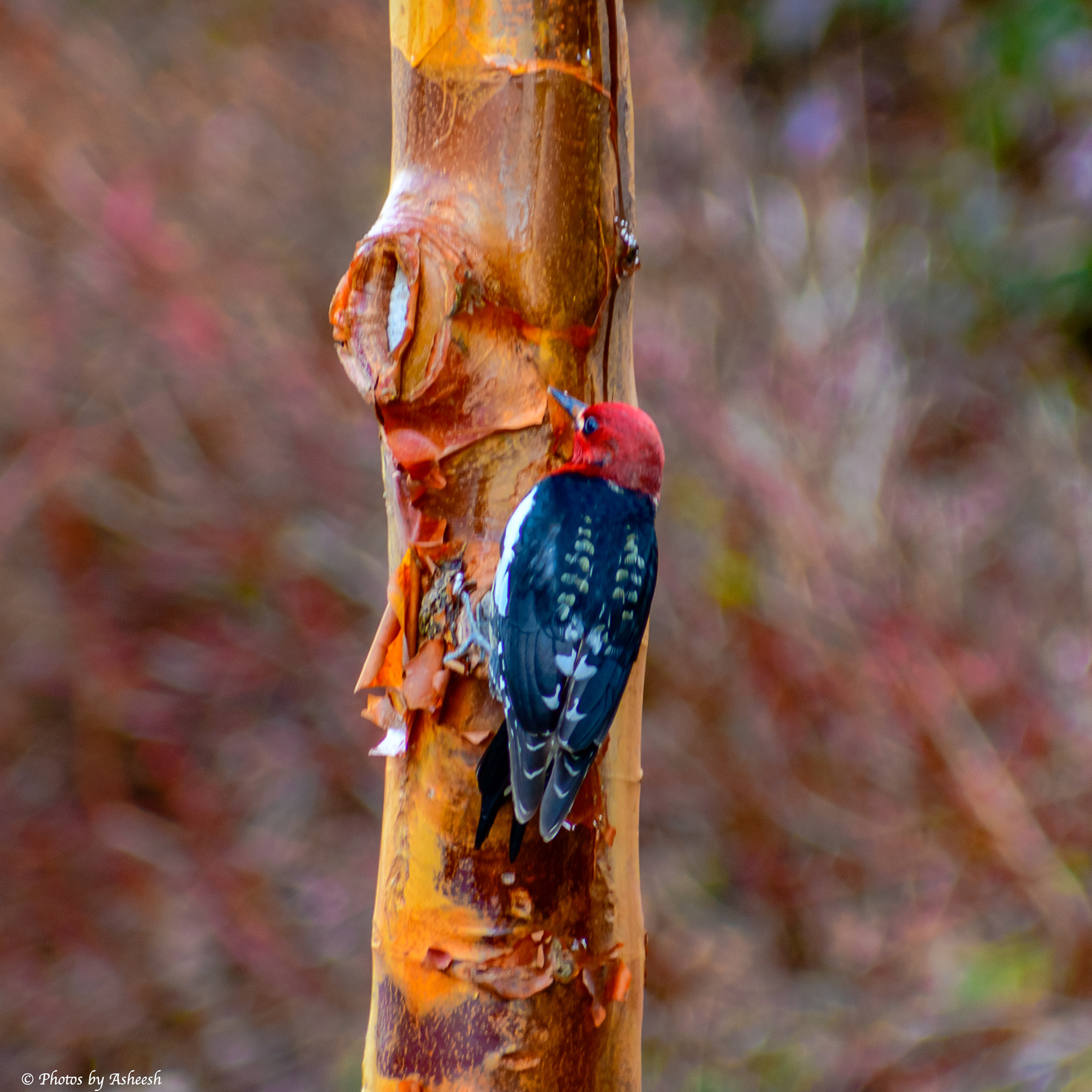 Red Breasted Sap Sucker