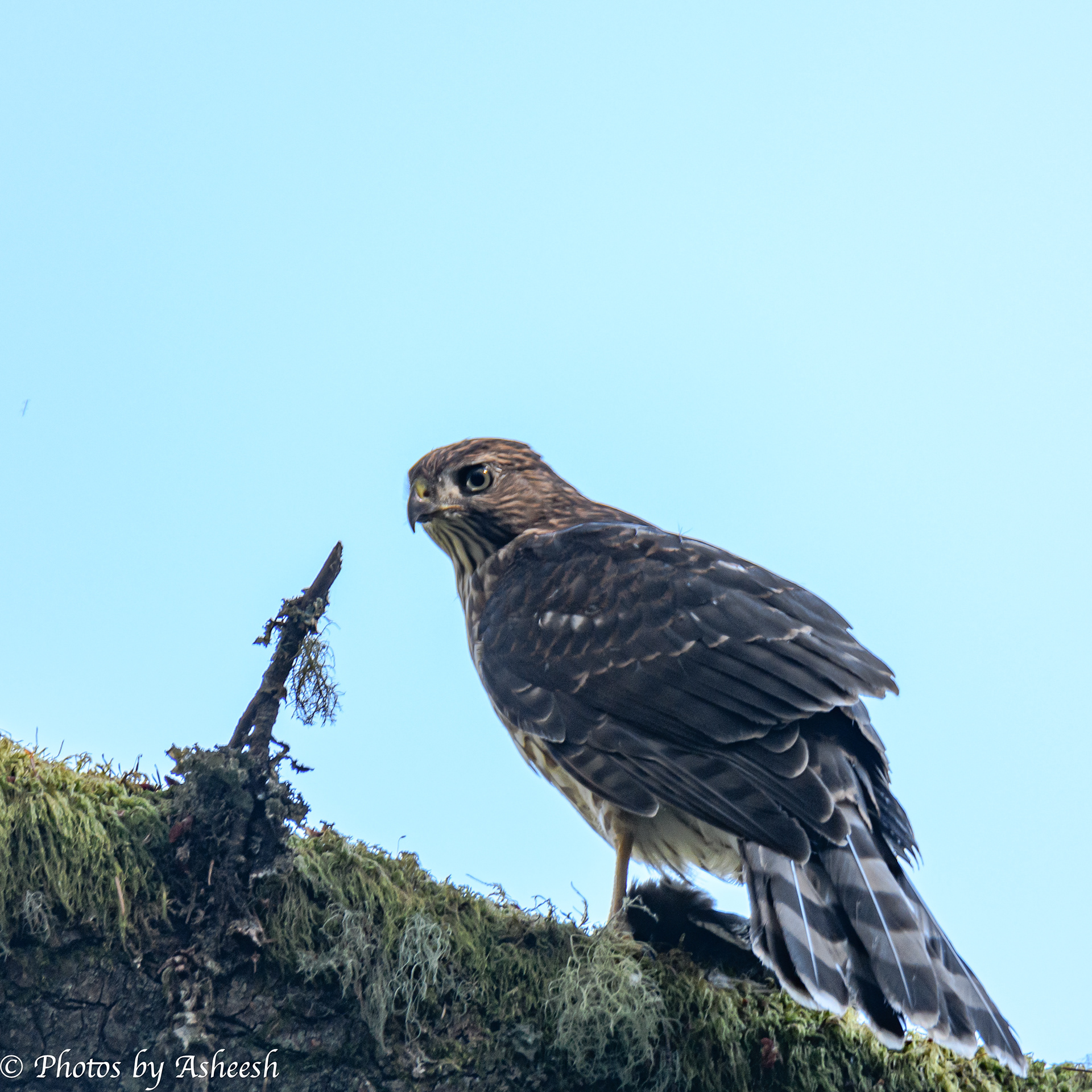 Adult Cooper's Hawk