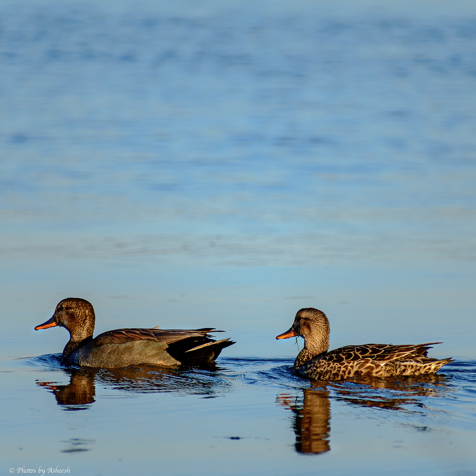 Gadwall Pair