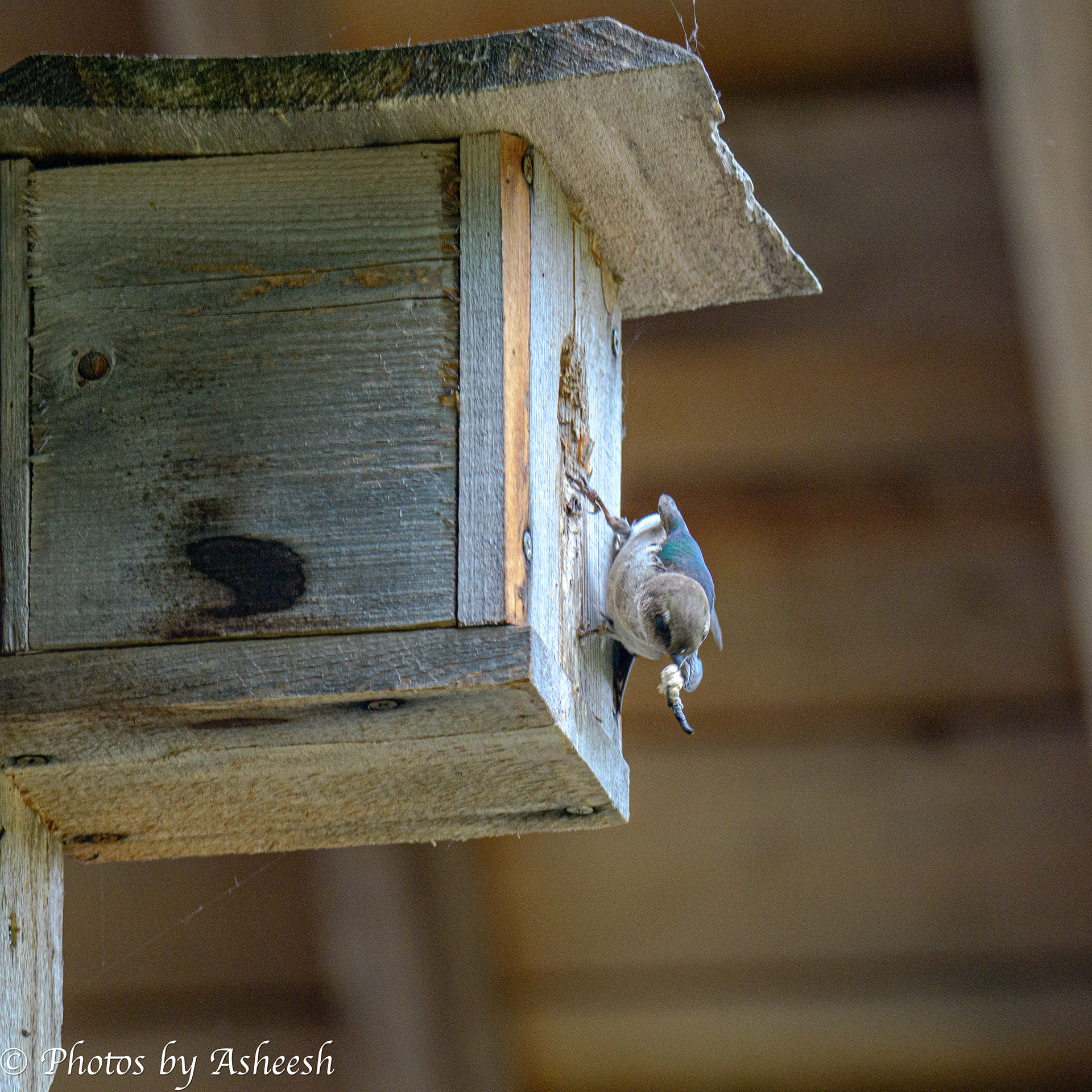 Swallow parent doing some house cleaning