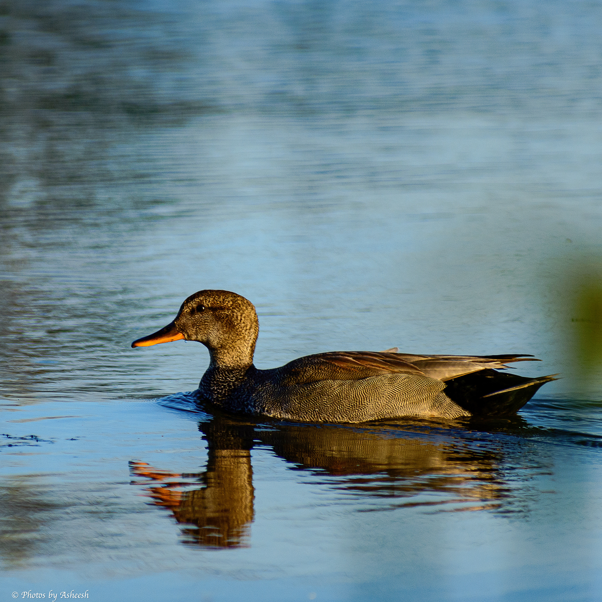 Gadwall Duck