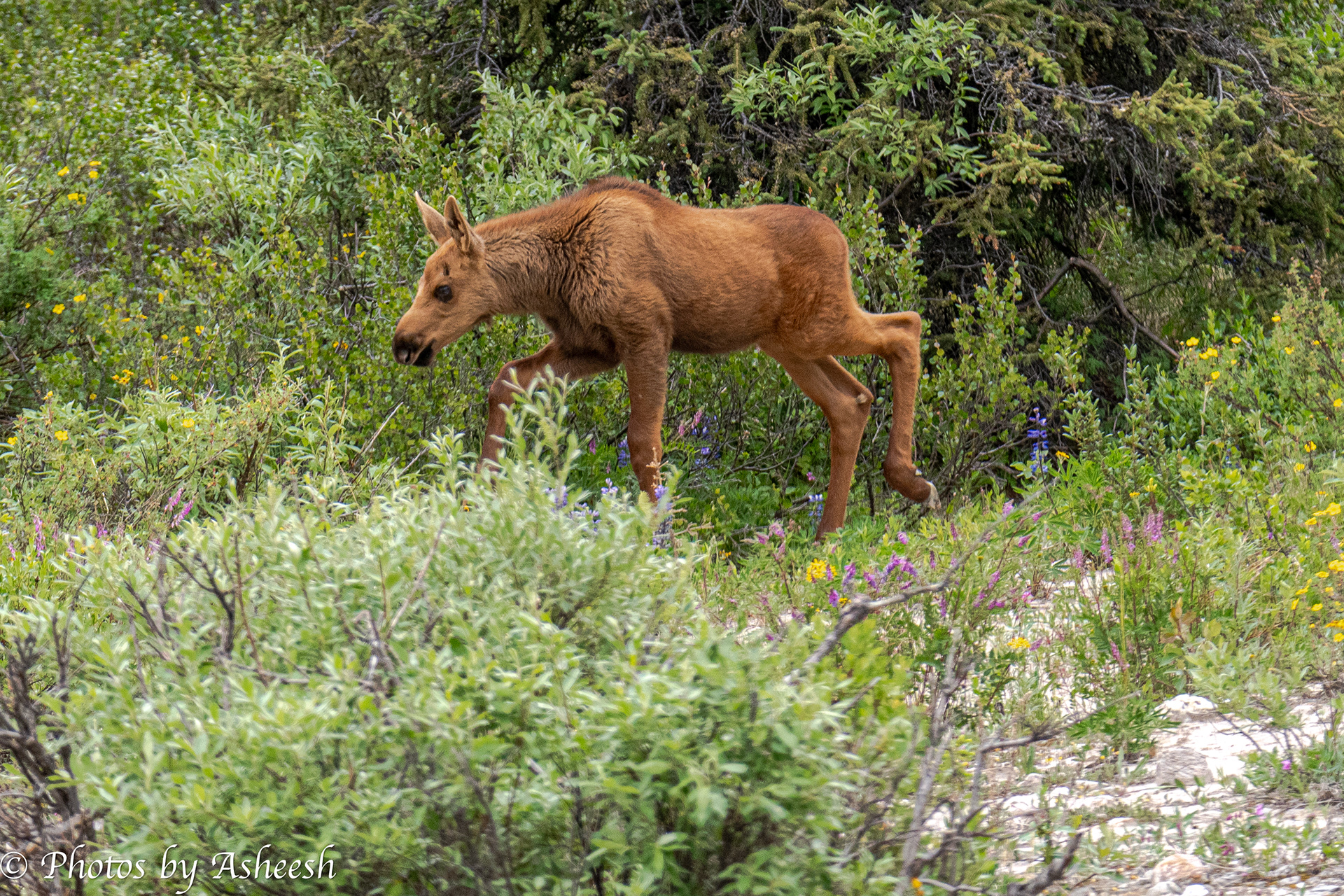 Moose Calf