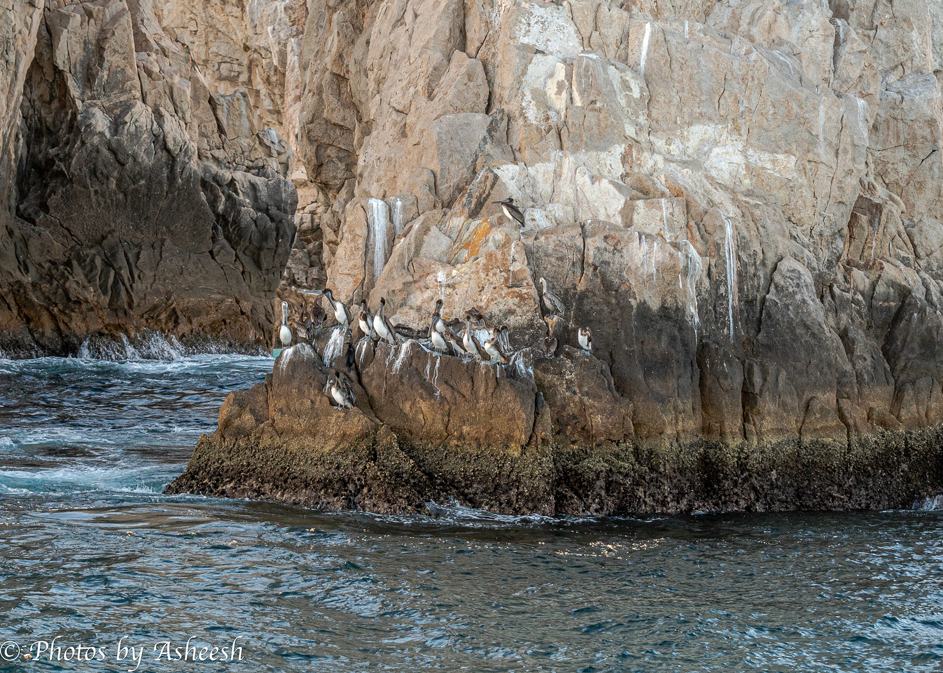 Pelican Rock