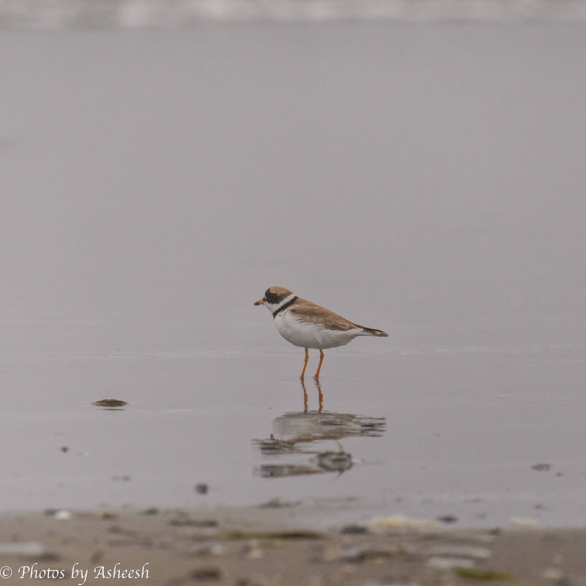 semipalmated plover