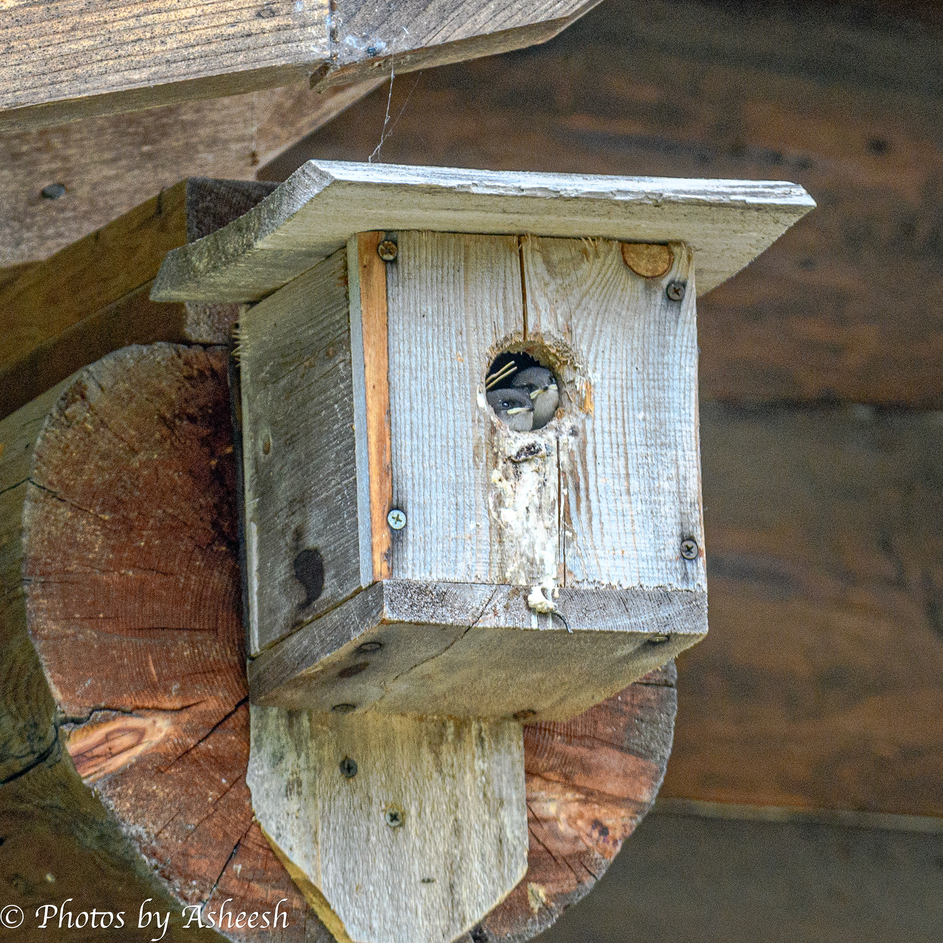 Swallow chicks waiting for their parent