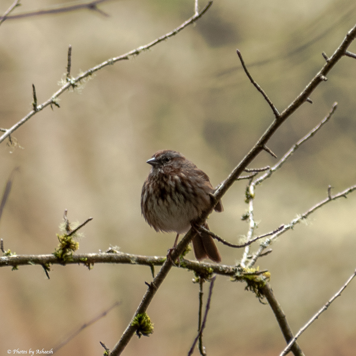 Song Sparrow