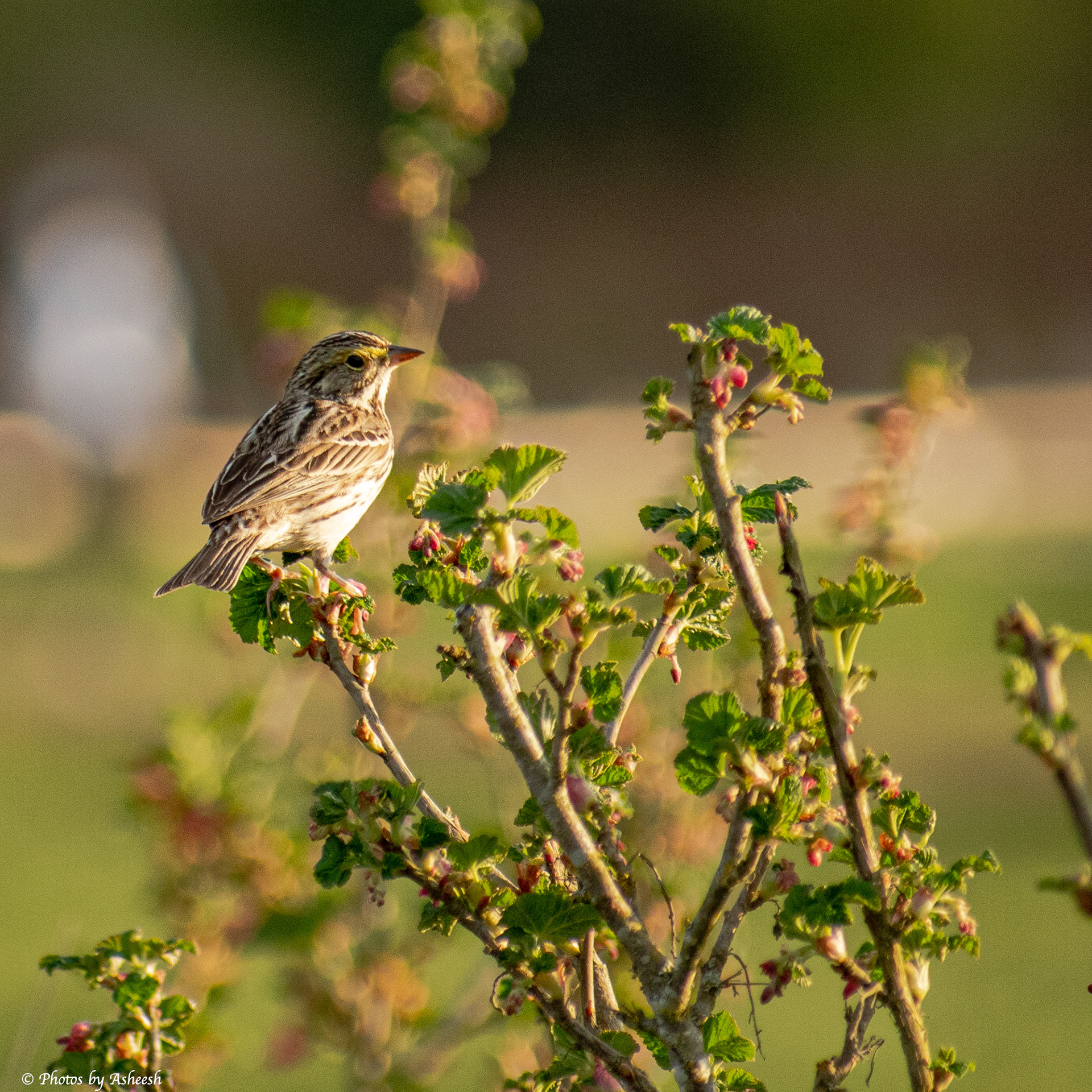 Savannah Sparrow