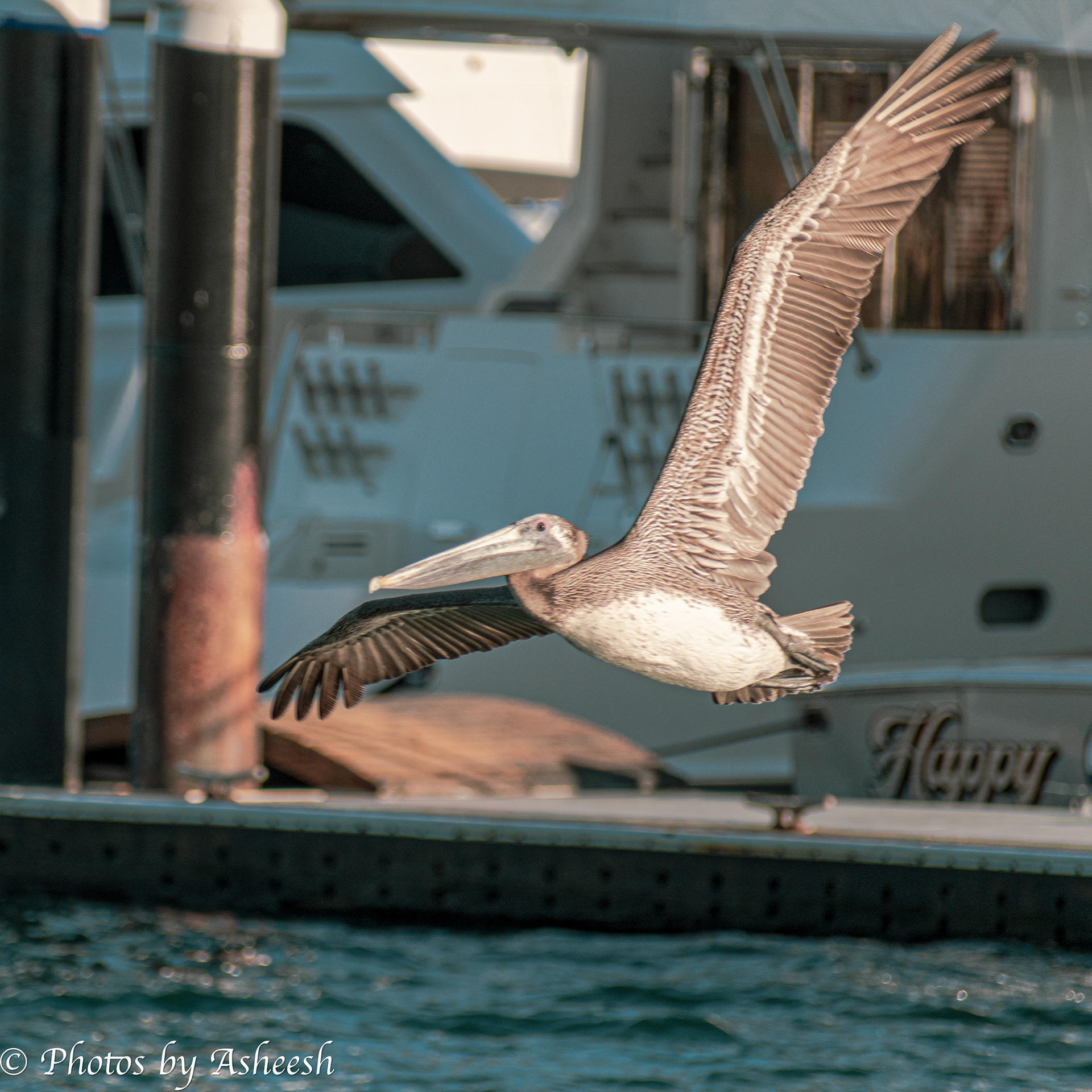 Pelican in flight