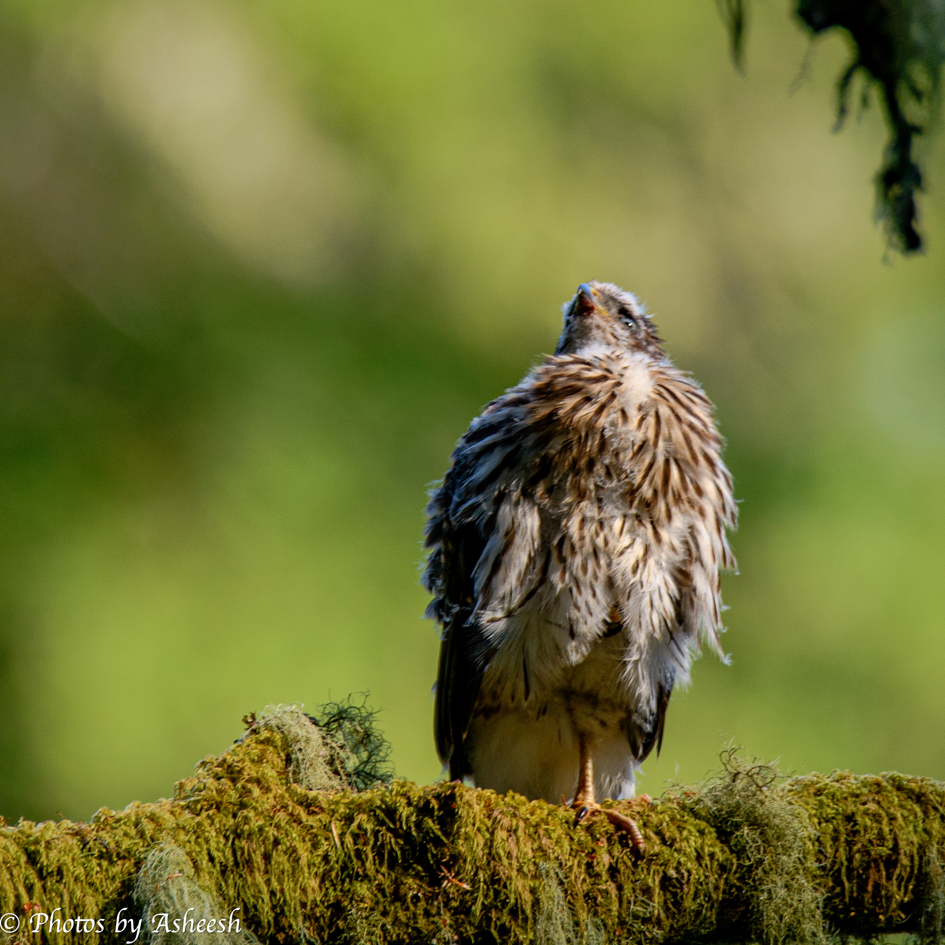 Immature Cooper's Hawk