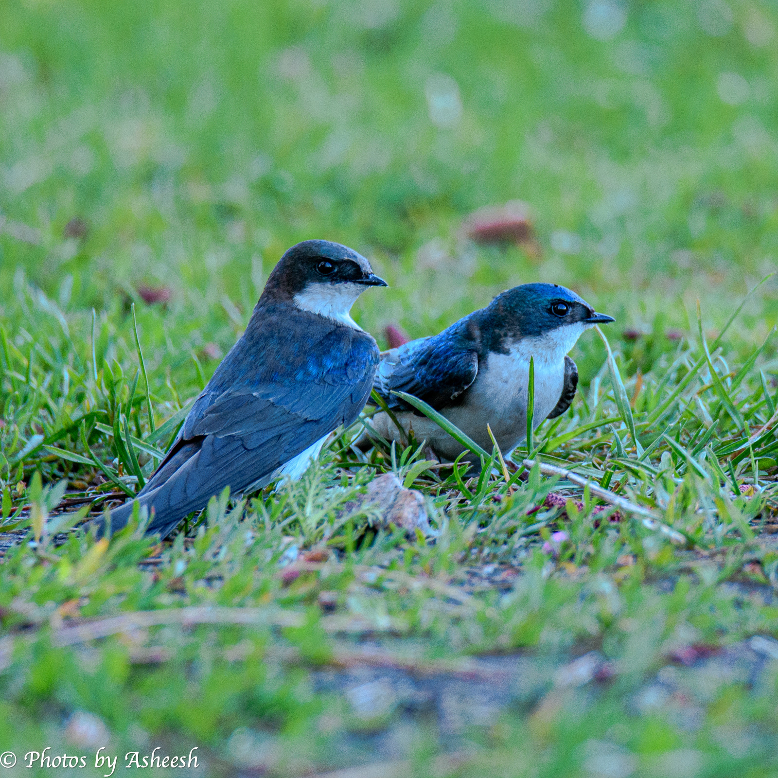 Tree Swallows